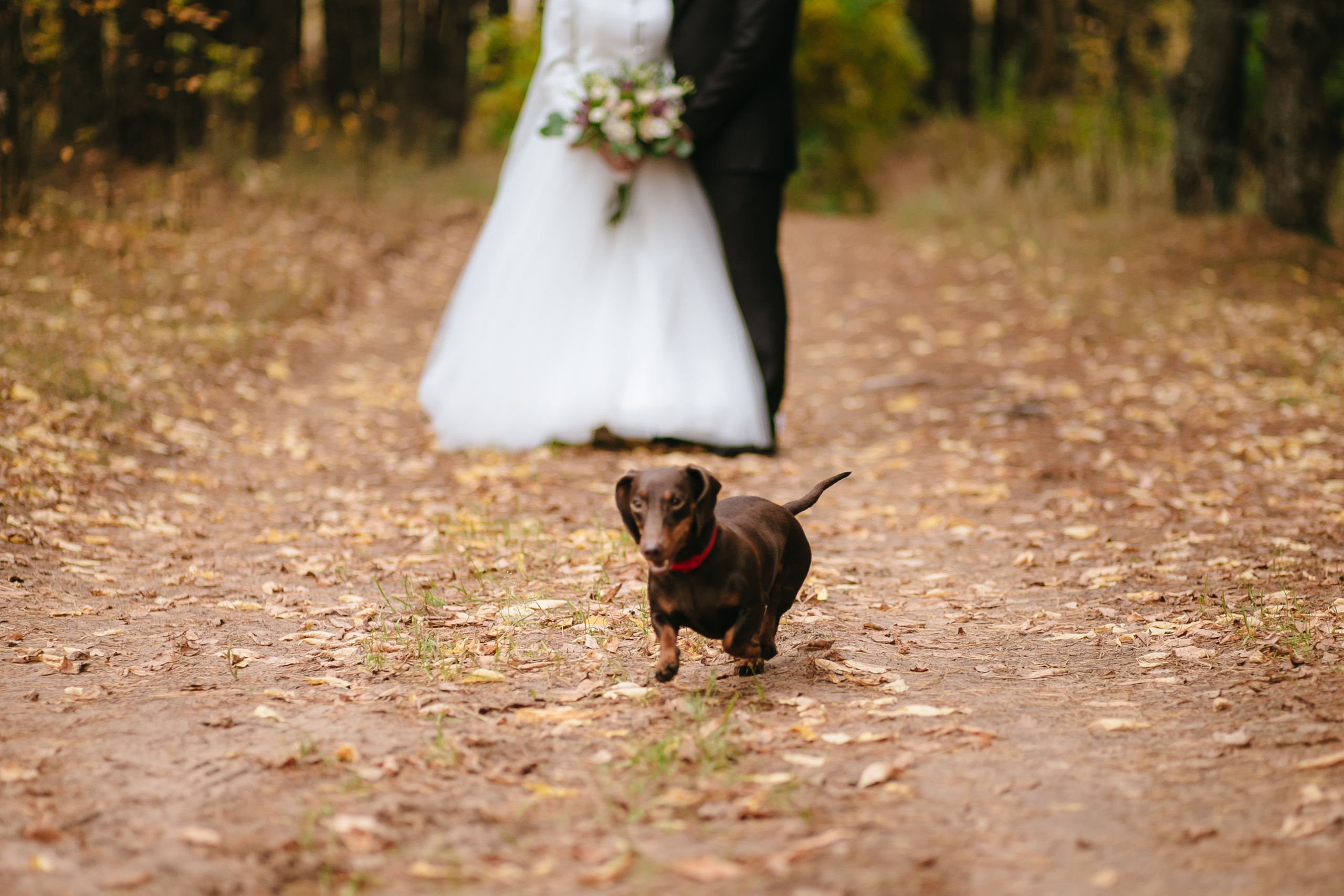 Игорь и Оля. Свадебный и семейный фотограф Витебск, Минск, Андрей Павлов
