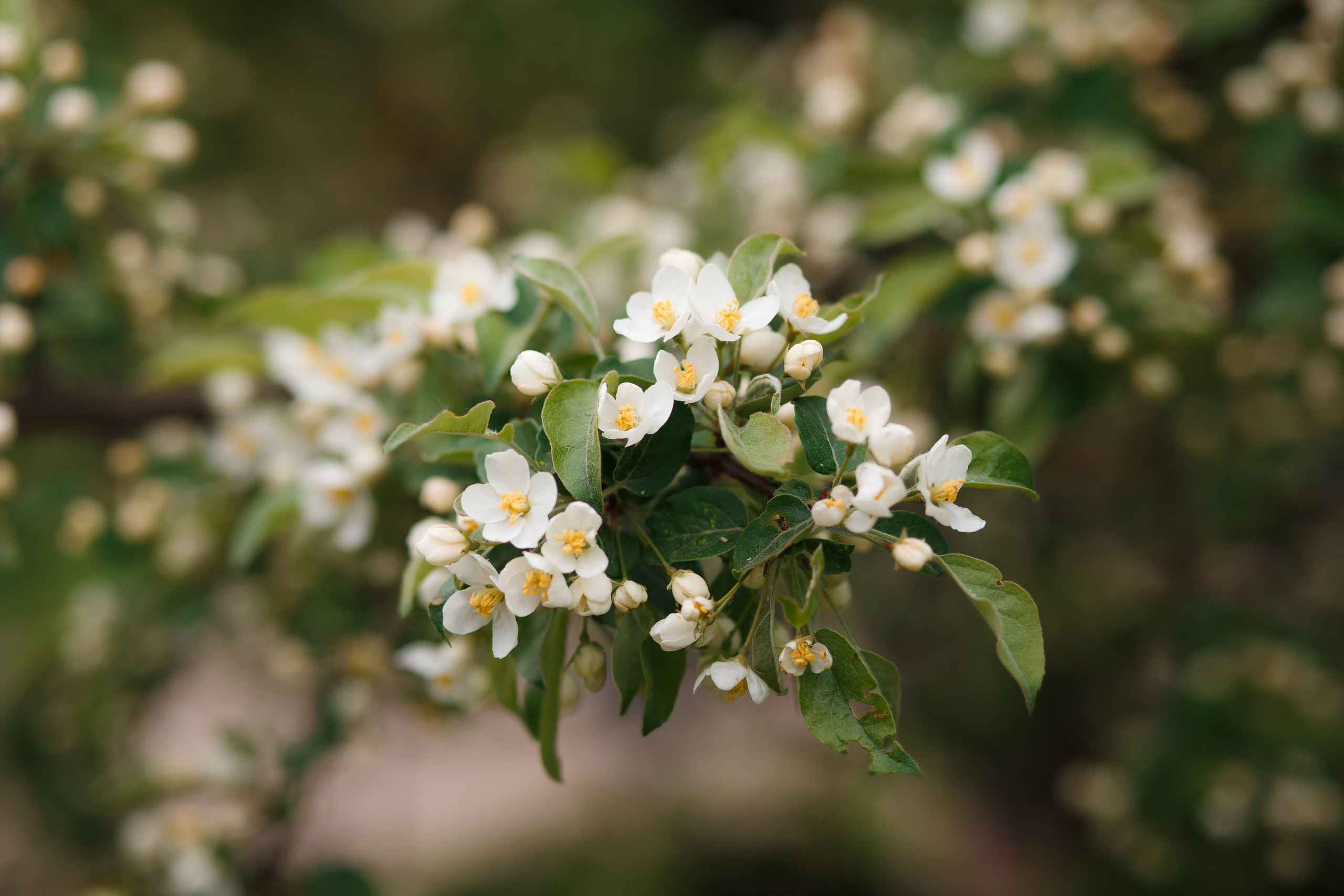 Фотосессия с Настей по цветущим садам. Свадебный и семейный фотограф Витебск, Минск, Андрей Павлов