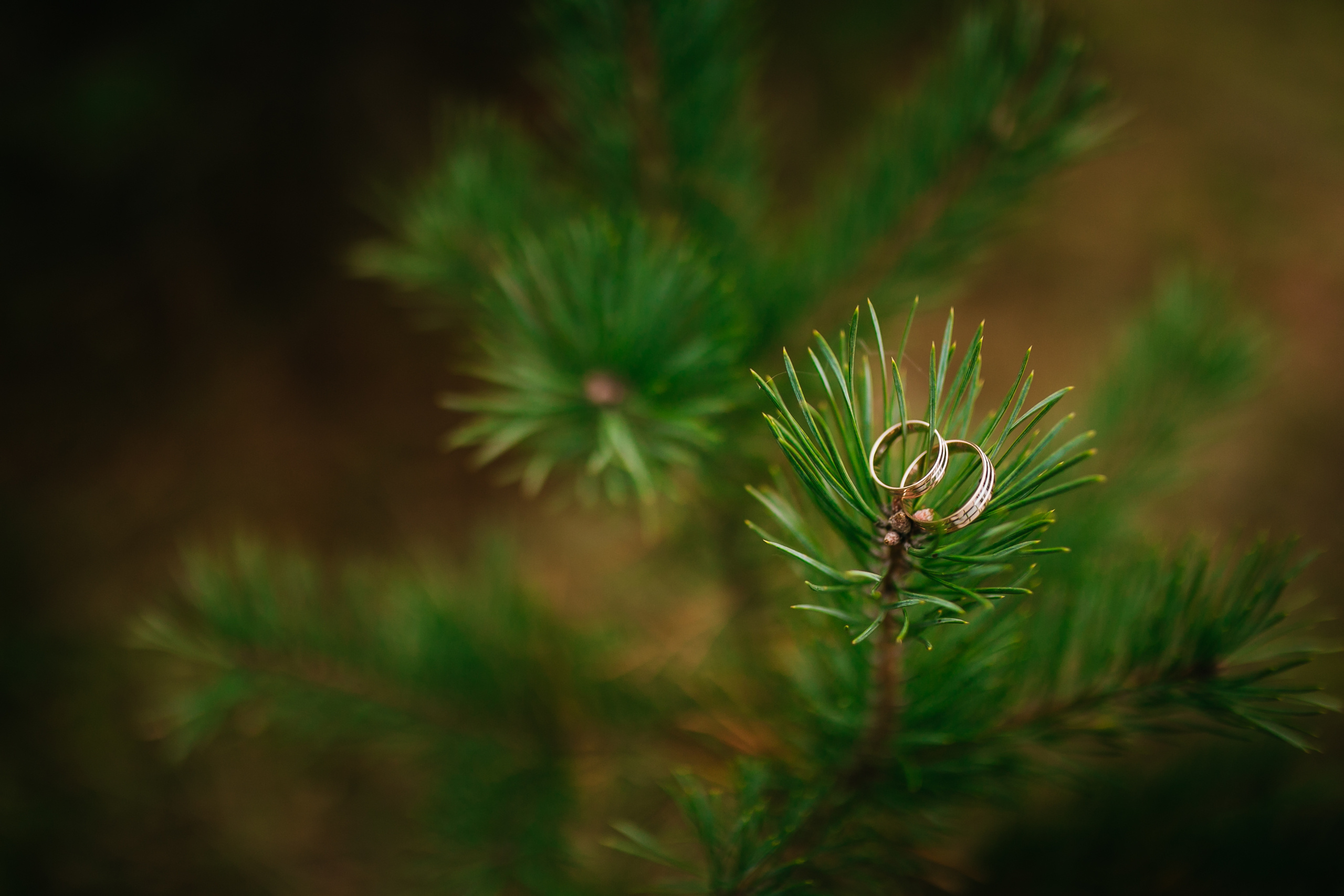 Игорь и Оля. Свадебный и семейный фотограф Витебск, Минск, Андрей Павлов