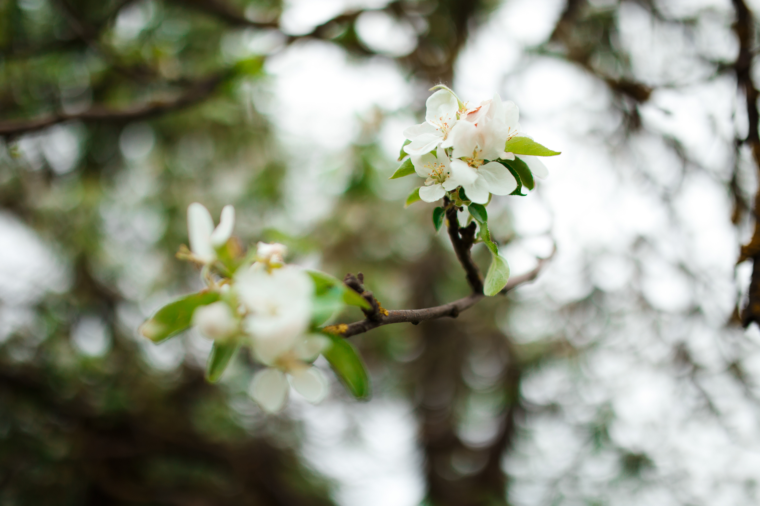 Фотосессия с Настей по цветущим садам. Свадебный и семейный фотограф Витебск, Минск, Андрей Павлов