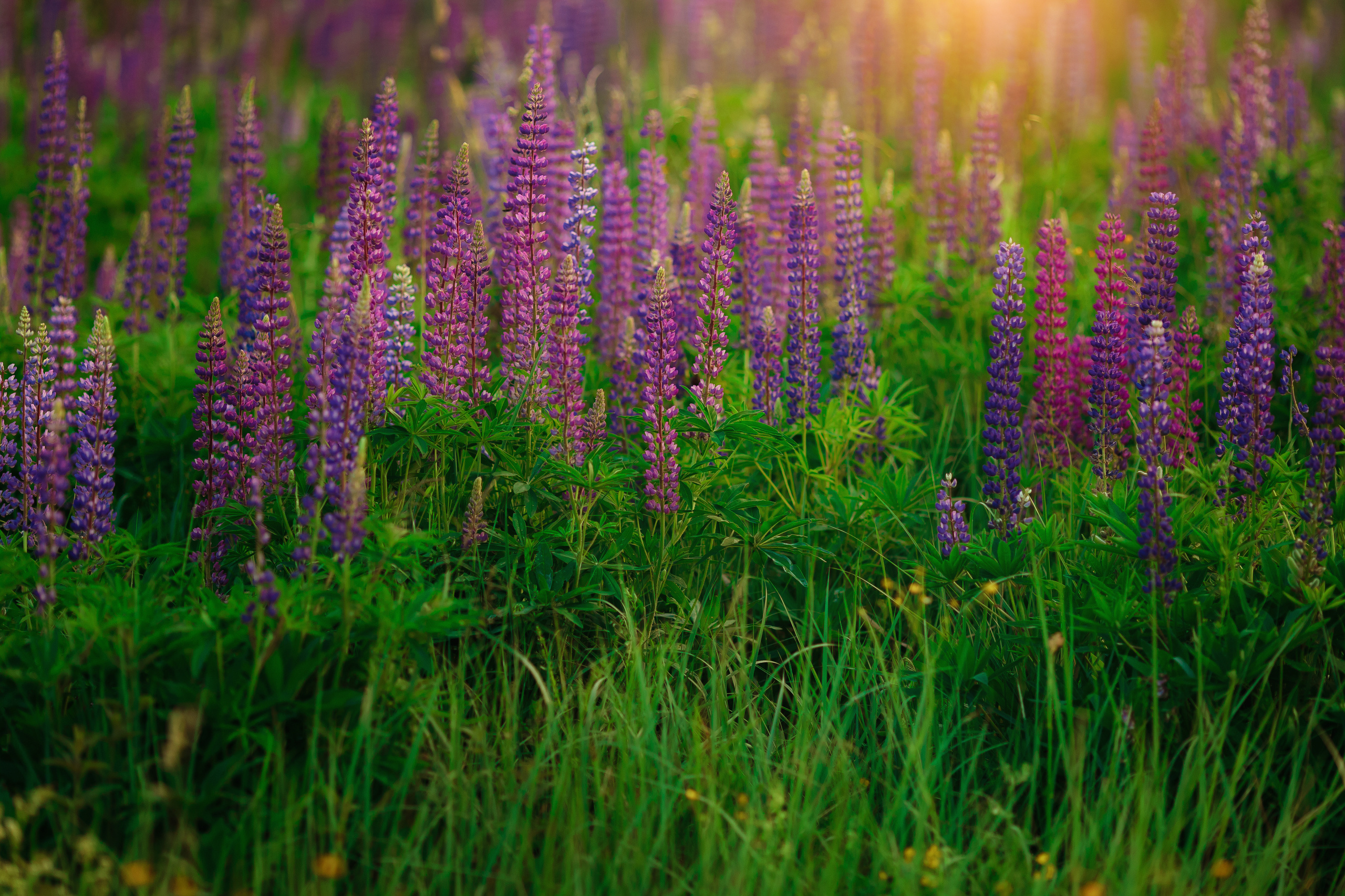 Детская съёмка для маленькой Василисы. Свадебный и семейный фотограф Витебск, Минск, Андрей Павлов
