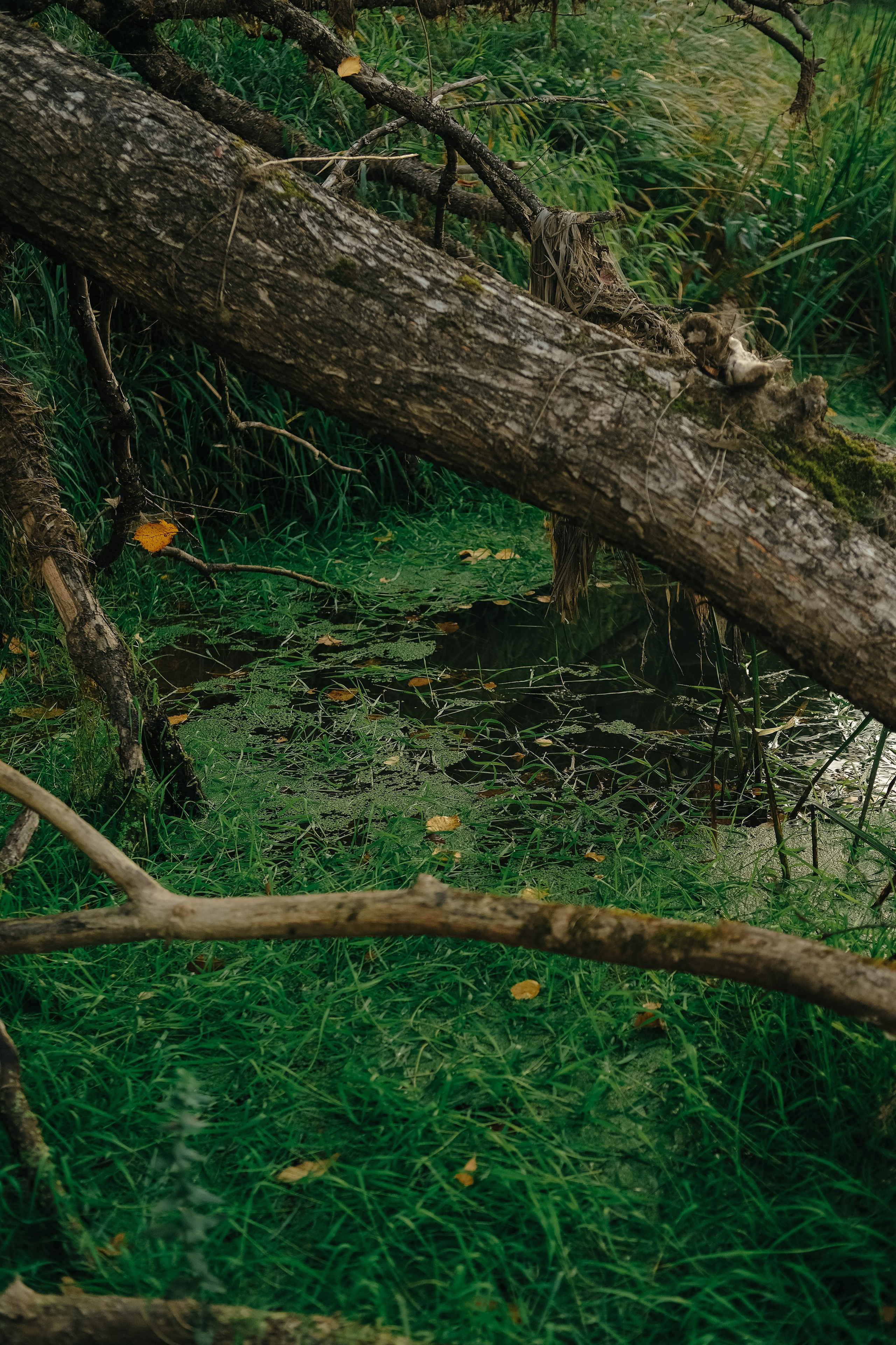 Поход по лесу в Марий-Эл. Обо мне