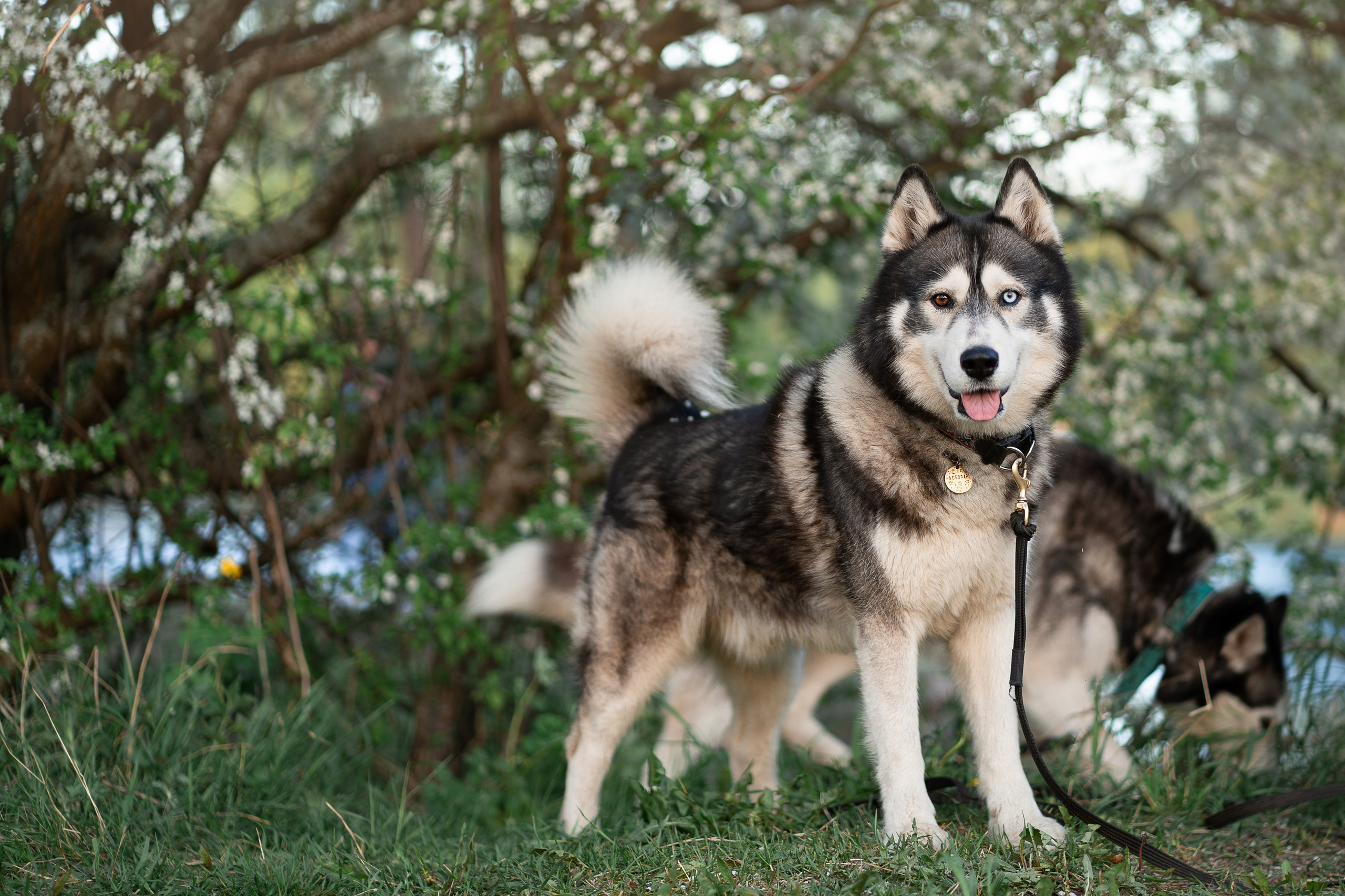 Хвостики. Главная