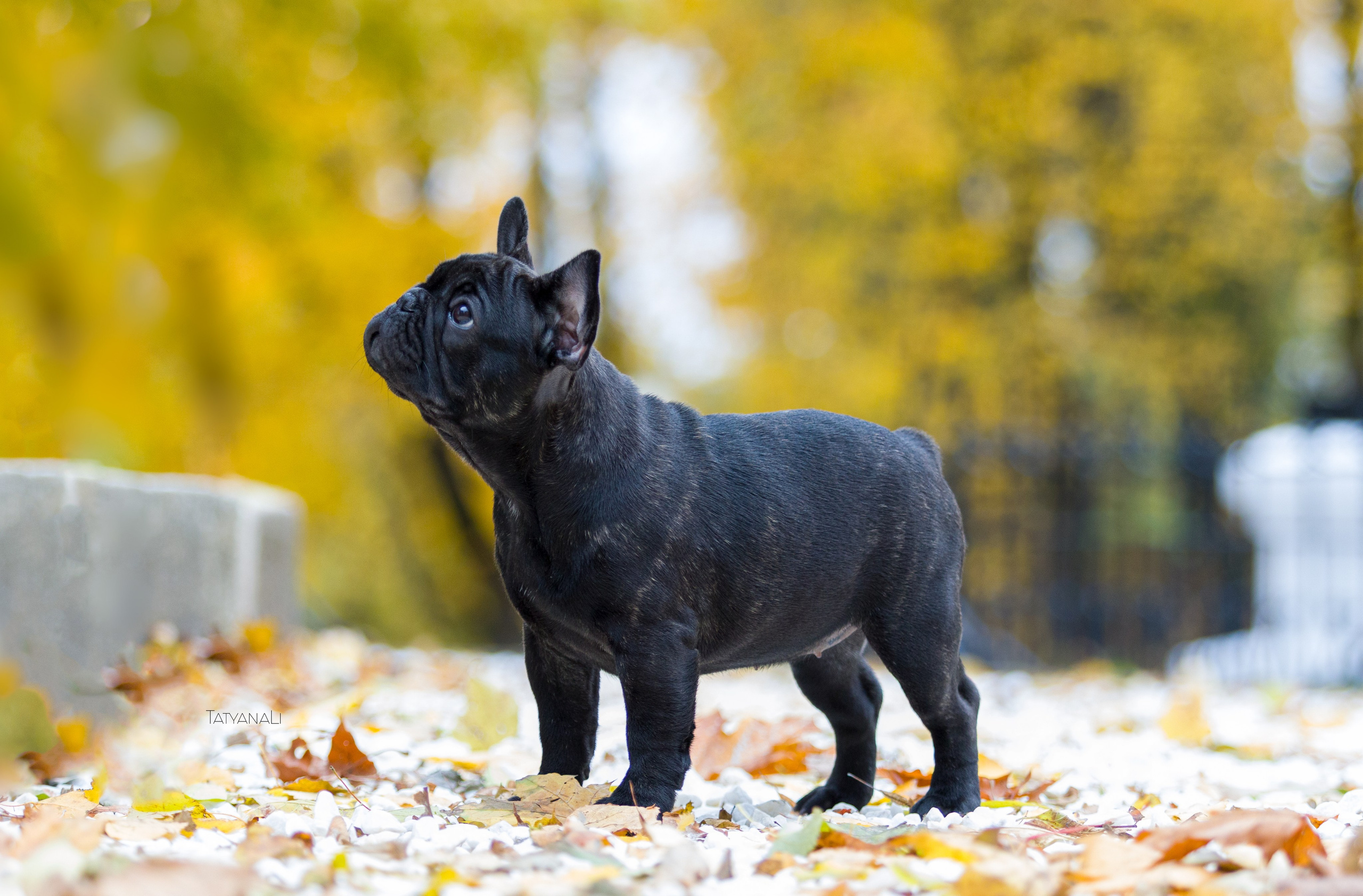 Французкий бульдог. Фотограф — анималист Татьяна Ли
