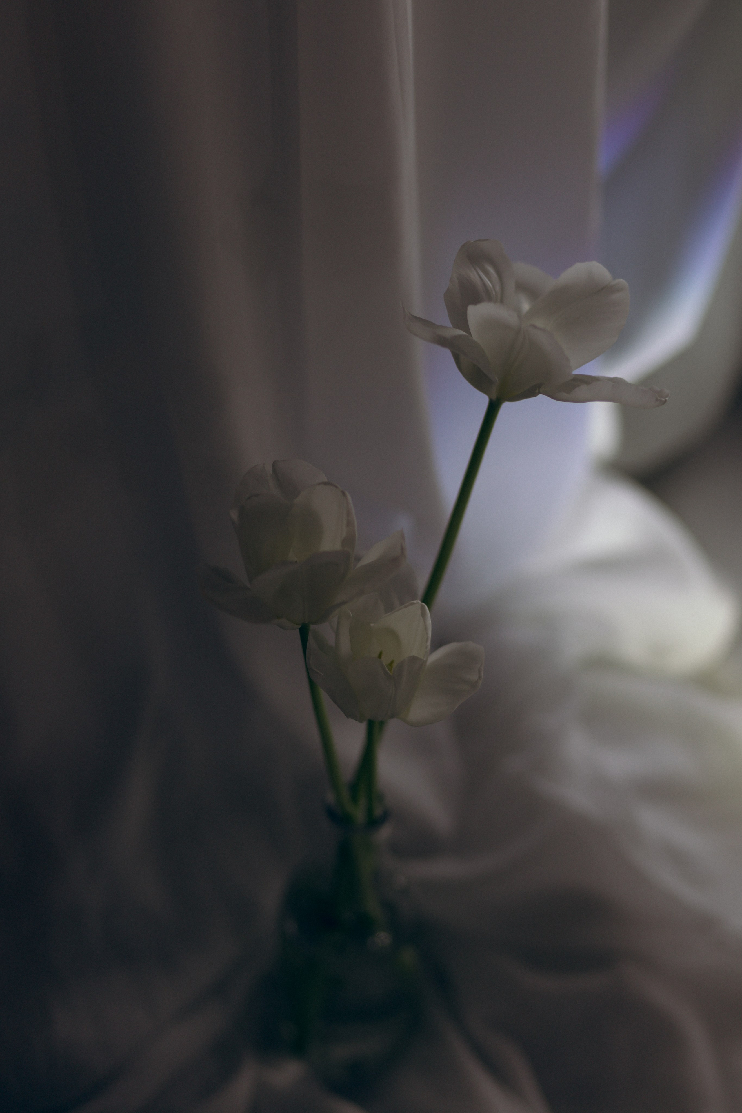 Дмитрий и Снежана, 1/11/2024. Свадебный  и семейный фотограф в Краснодаре