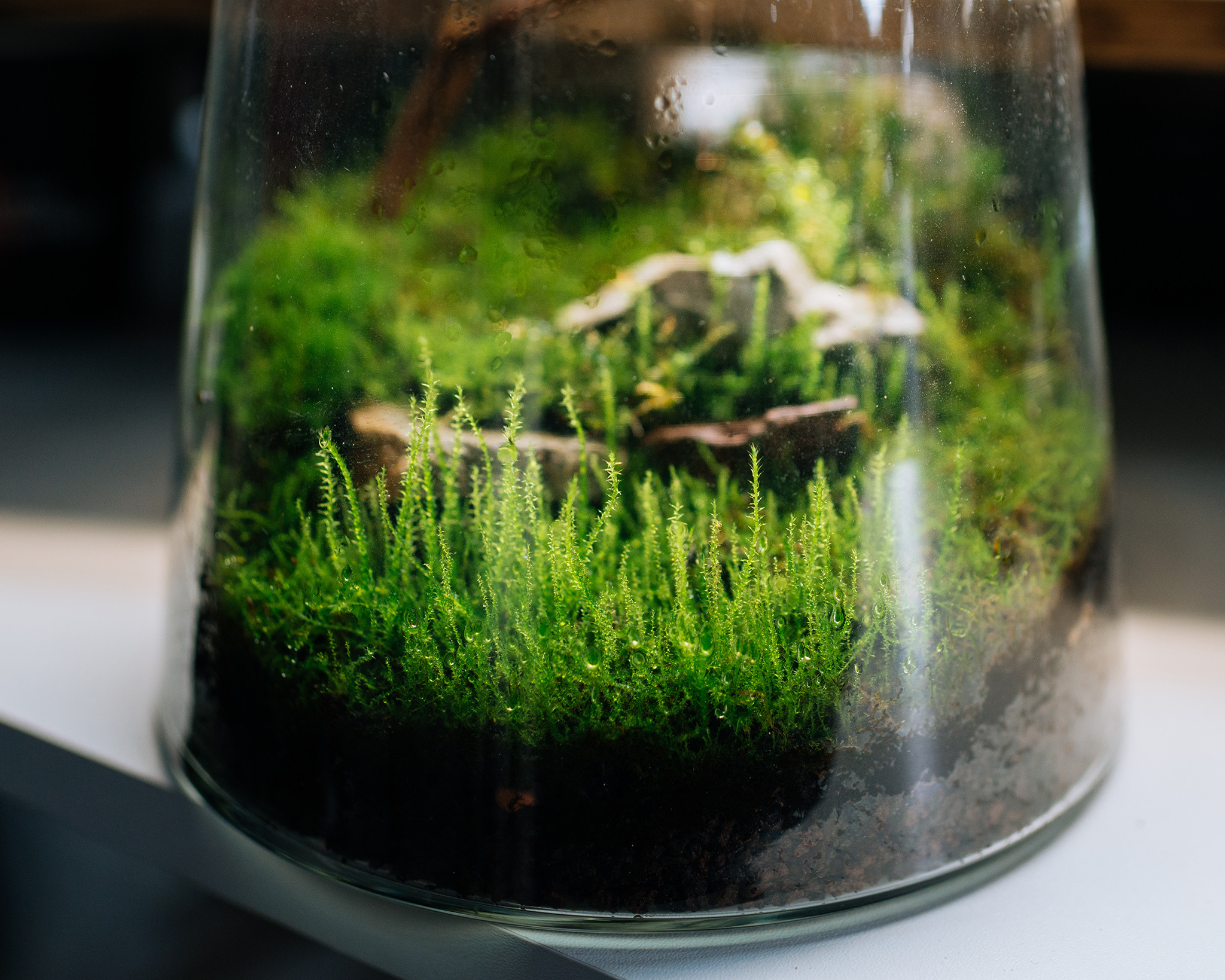 ORGANIC PUNK. Флорариумы. Репортажный фотограф в Санкт-Петербурге Анастасия Клёпова