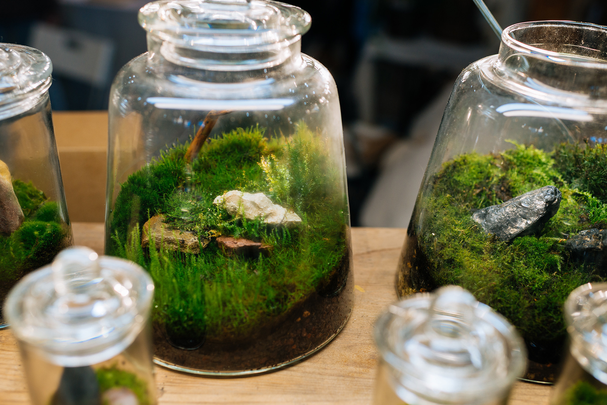 ORGANIC PUNK. Флорариумы. Репортажный фотограф в Санкт-Петербурге Анастасия Клёпова