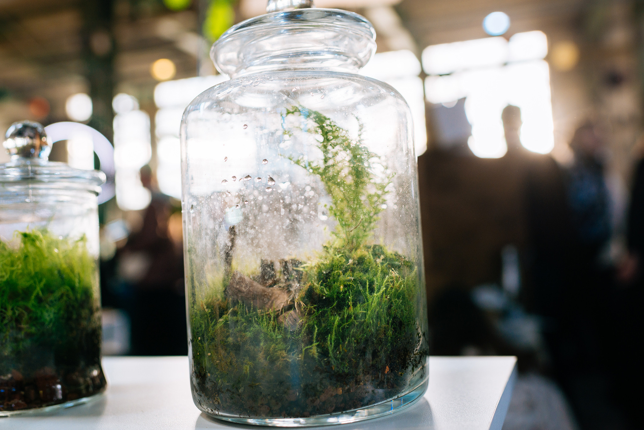 ORGANIC PUNK. Флорариумы. Репортажный фотограф в Санкт-Петербурге Анастасия Клёпова