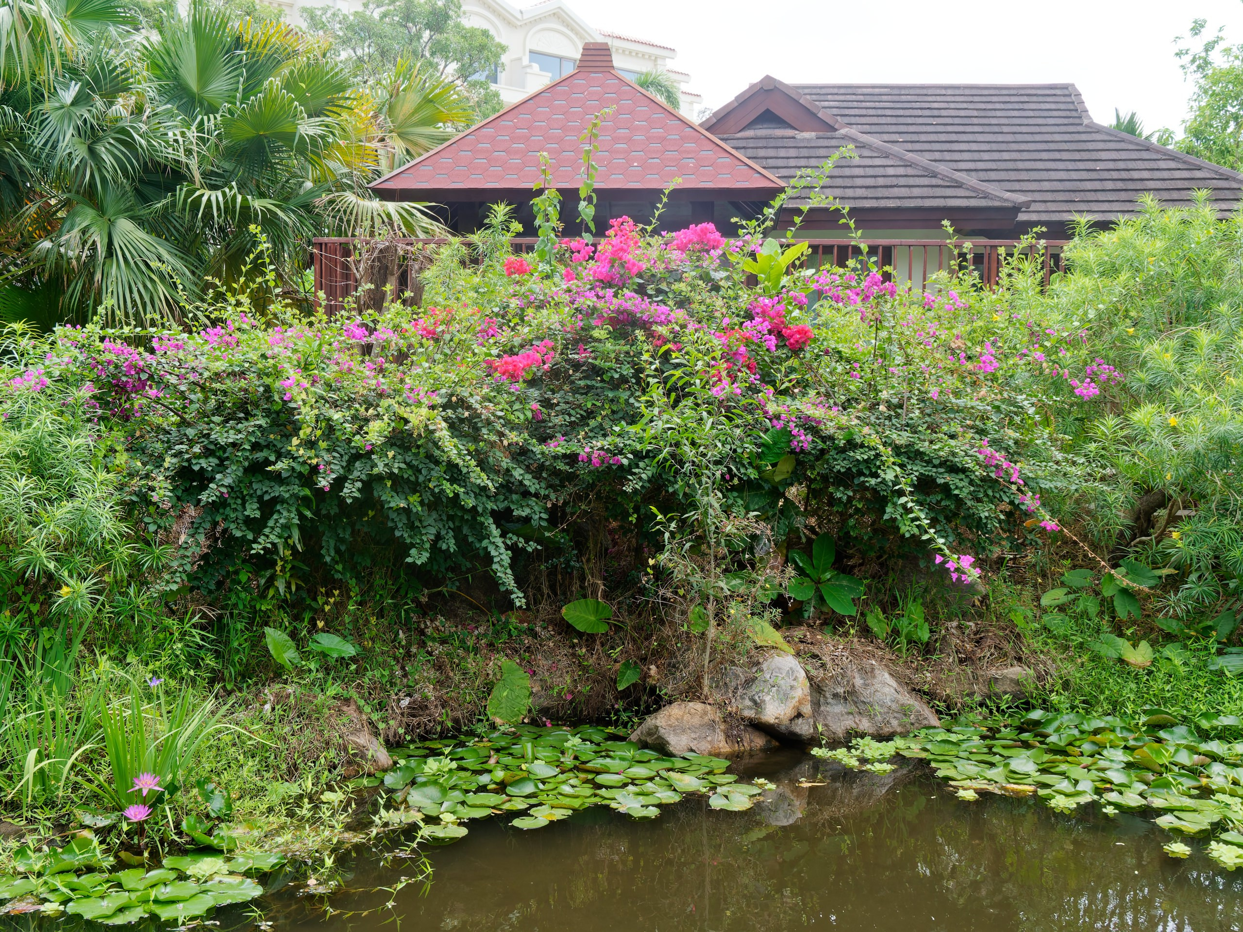 Хайнань 2026, флора, цветы и деревья. Фотопрогулки по Миру