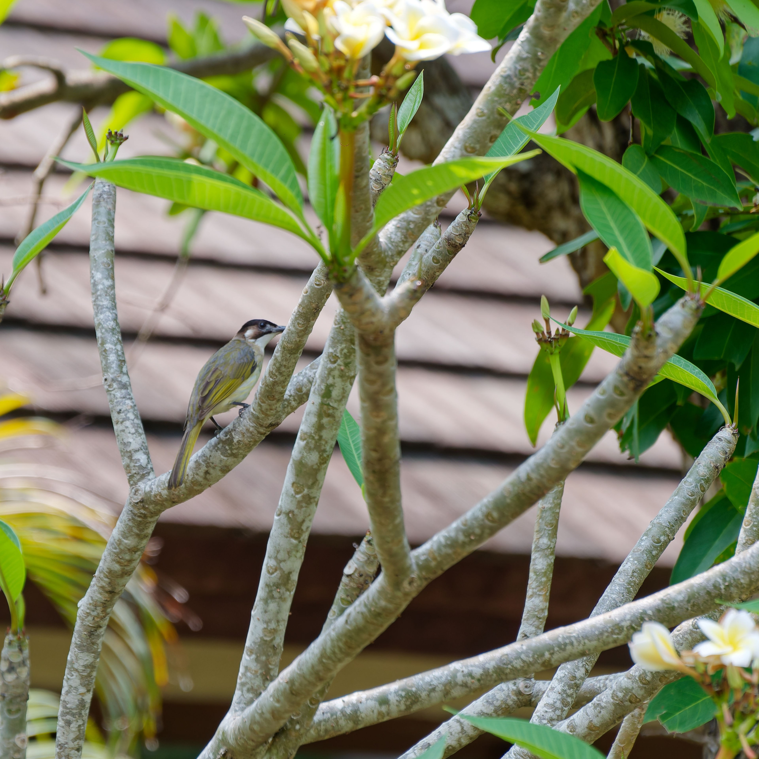 Хайнань 2026, отель «Stony Brook Villa Jianguo Resort Sanya 4*». Фотопрогулки по Миру