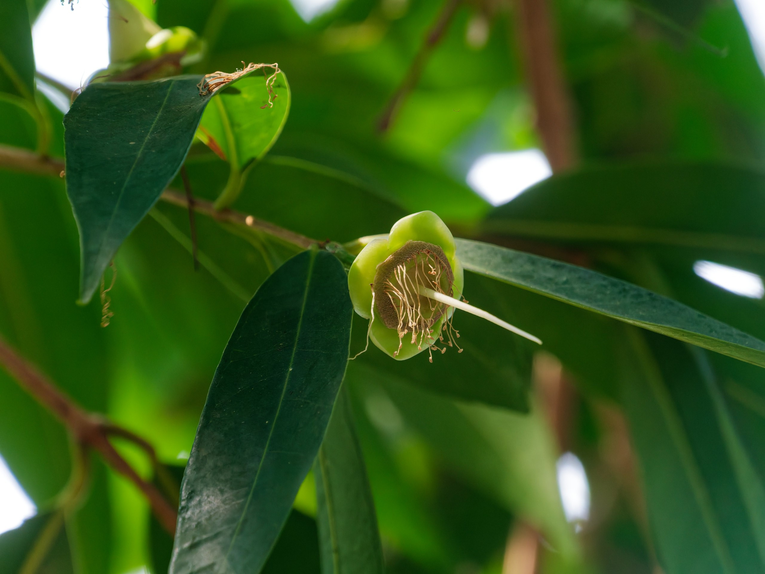 Хайнань 2026, флора, цветы и деревья. Фотопрогулки по Миру