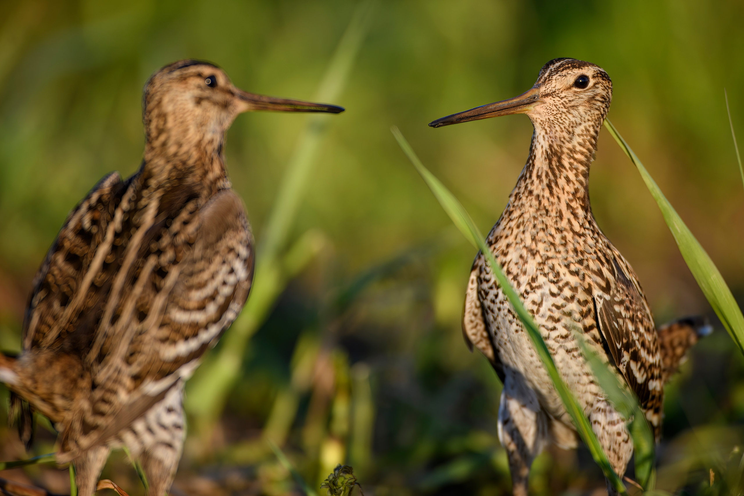 На дупелином току. Фотограф Сергей Пупонин