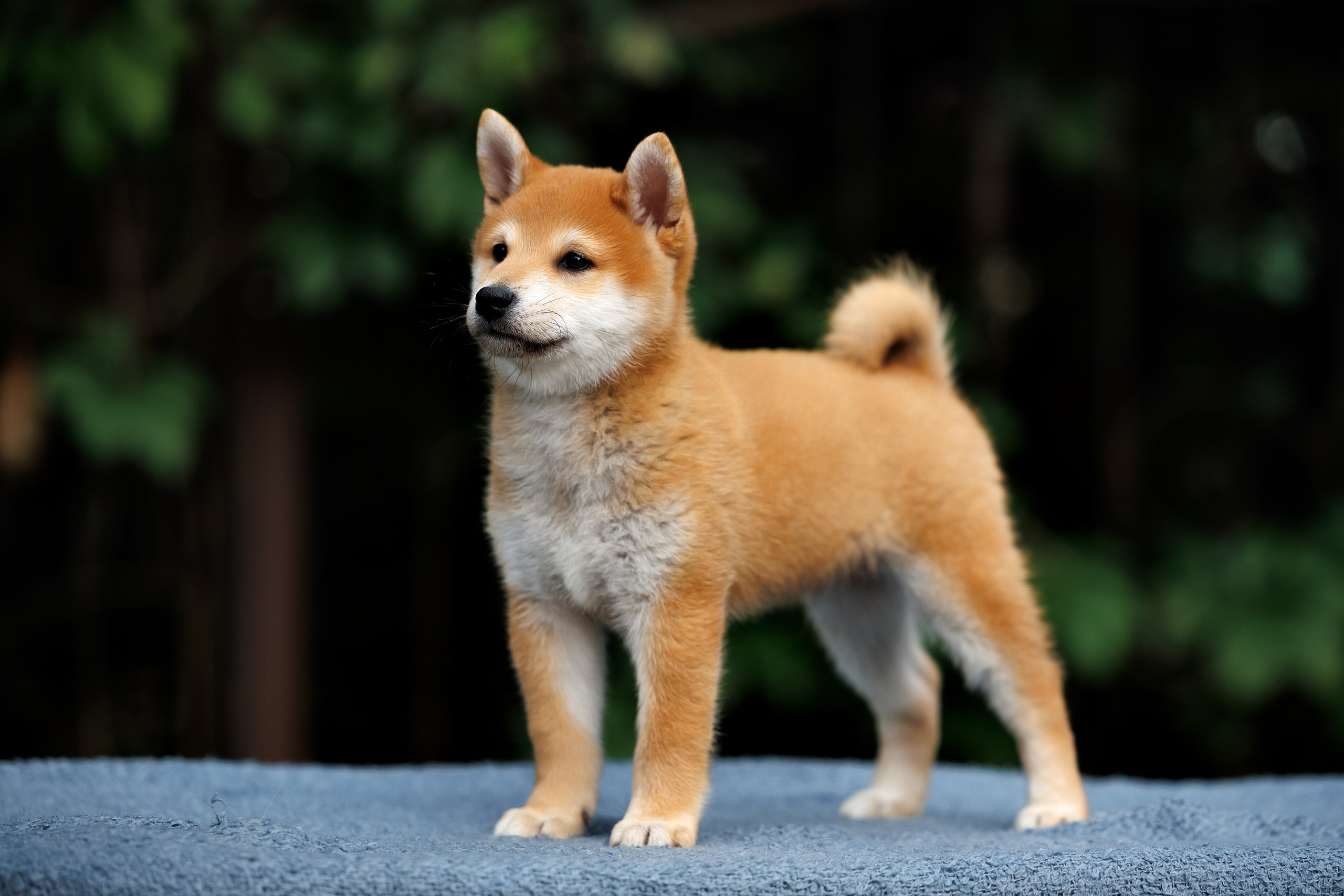 Портфолио: Фотосъёмка щенков в Москве и области — трогательные моменты. Фотограф-анималист и бренд-фотограф в Москве | Фотография собак, людей, бизнес-портрет