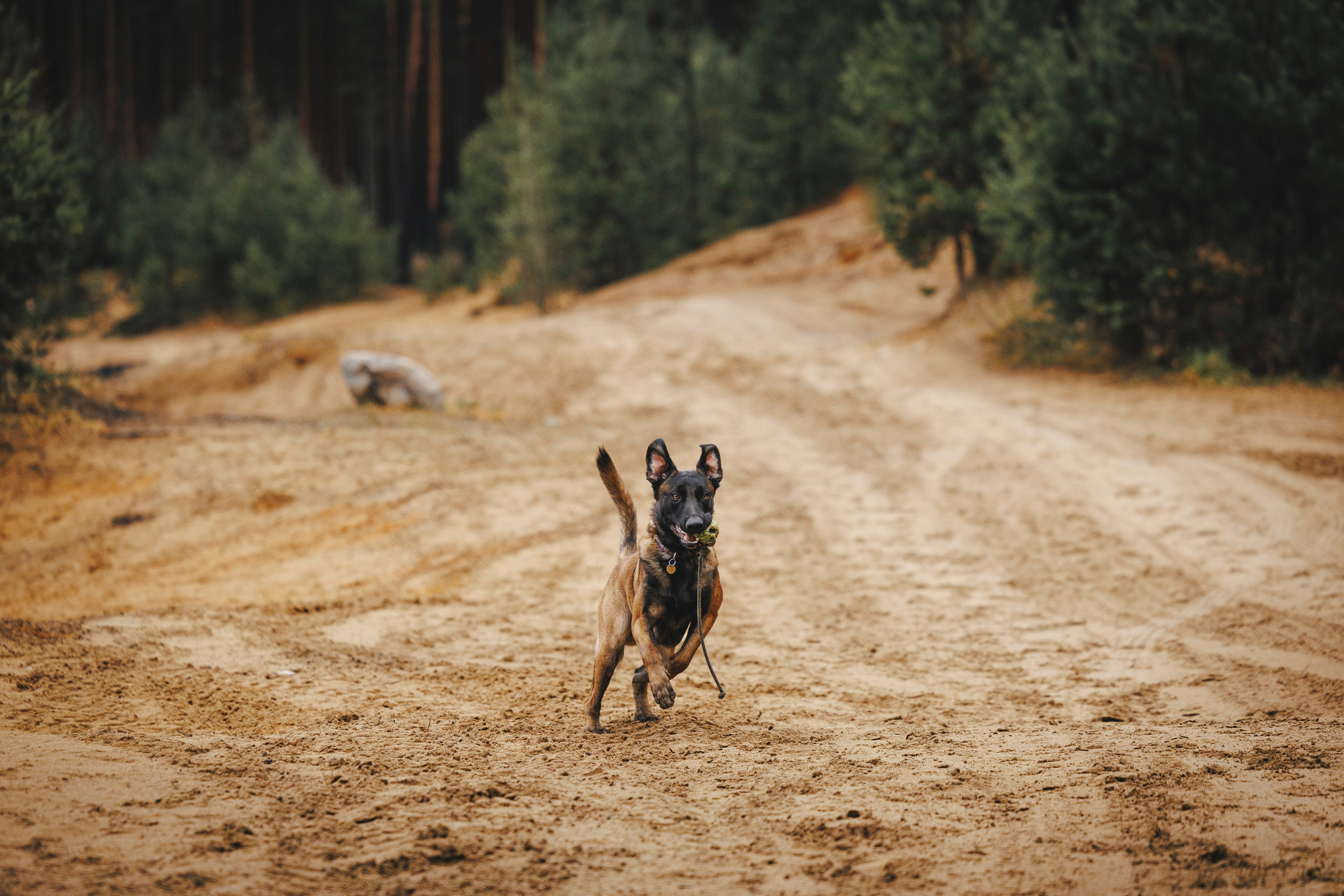Омен, Айс и Рицу. Фотограф-анималист Анна Маринич
