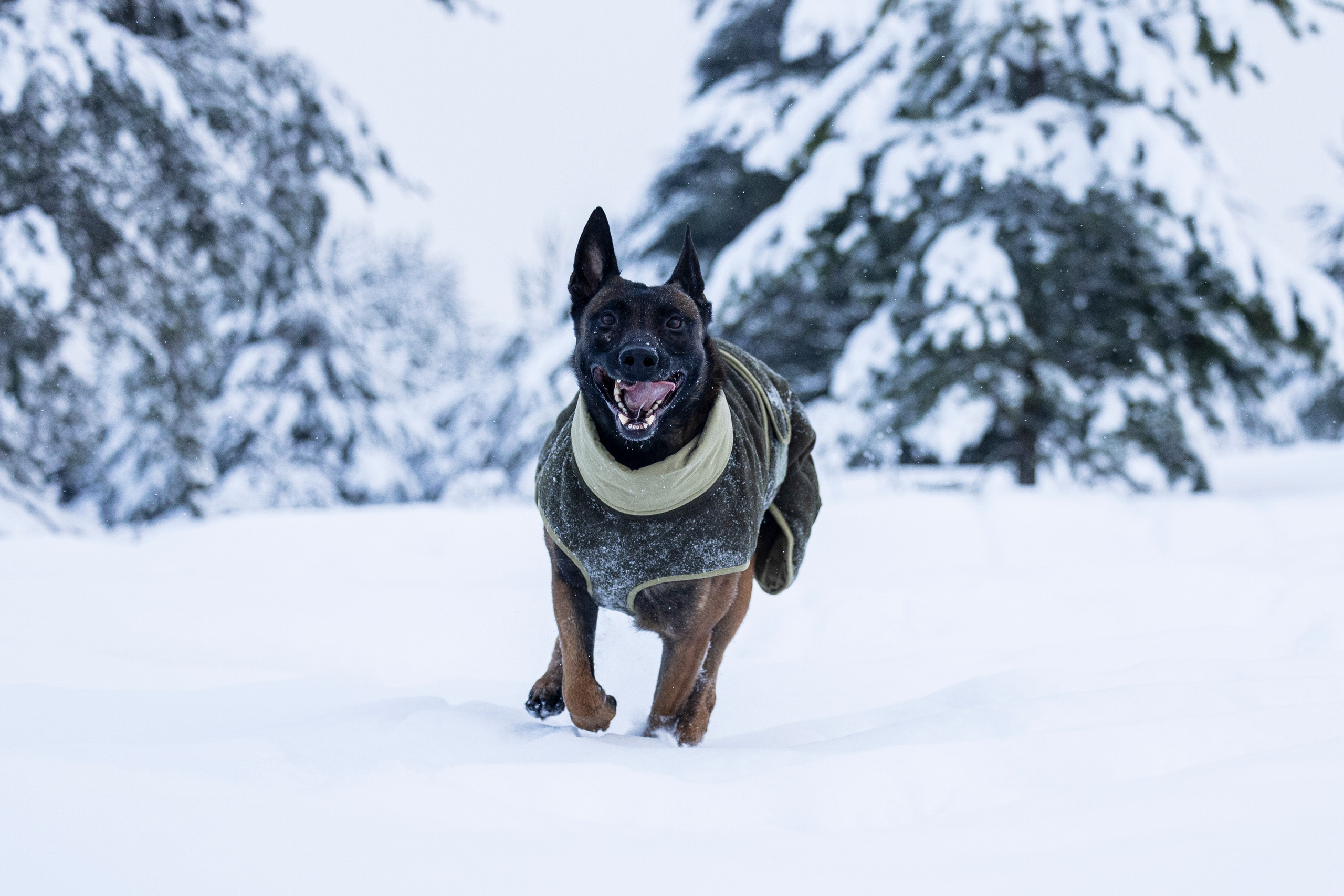 Брейвхунд. Фотограф-анималист Анна Маринич