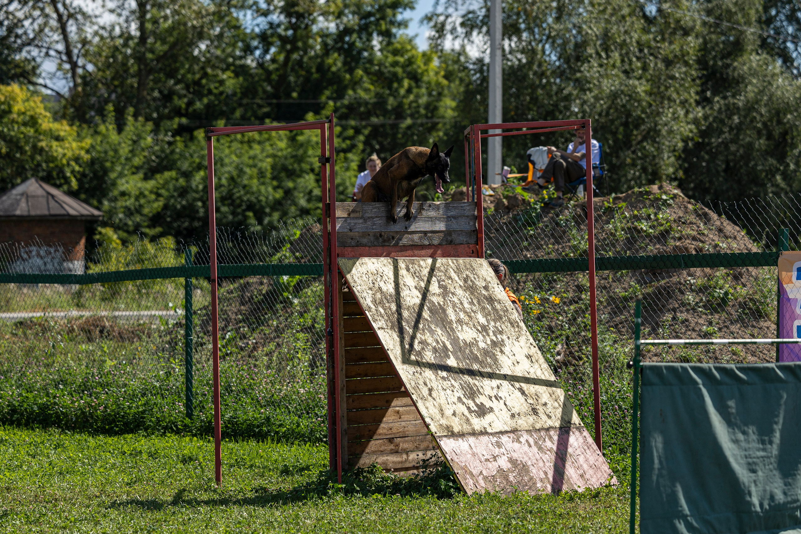 Соревнования по Мондьорингу г. Вологда 10-11.08.2024. Фотограф-анималист Анна Маринич