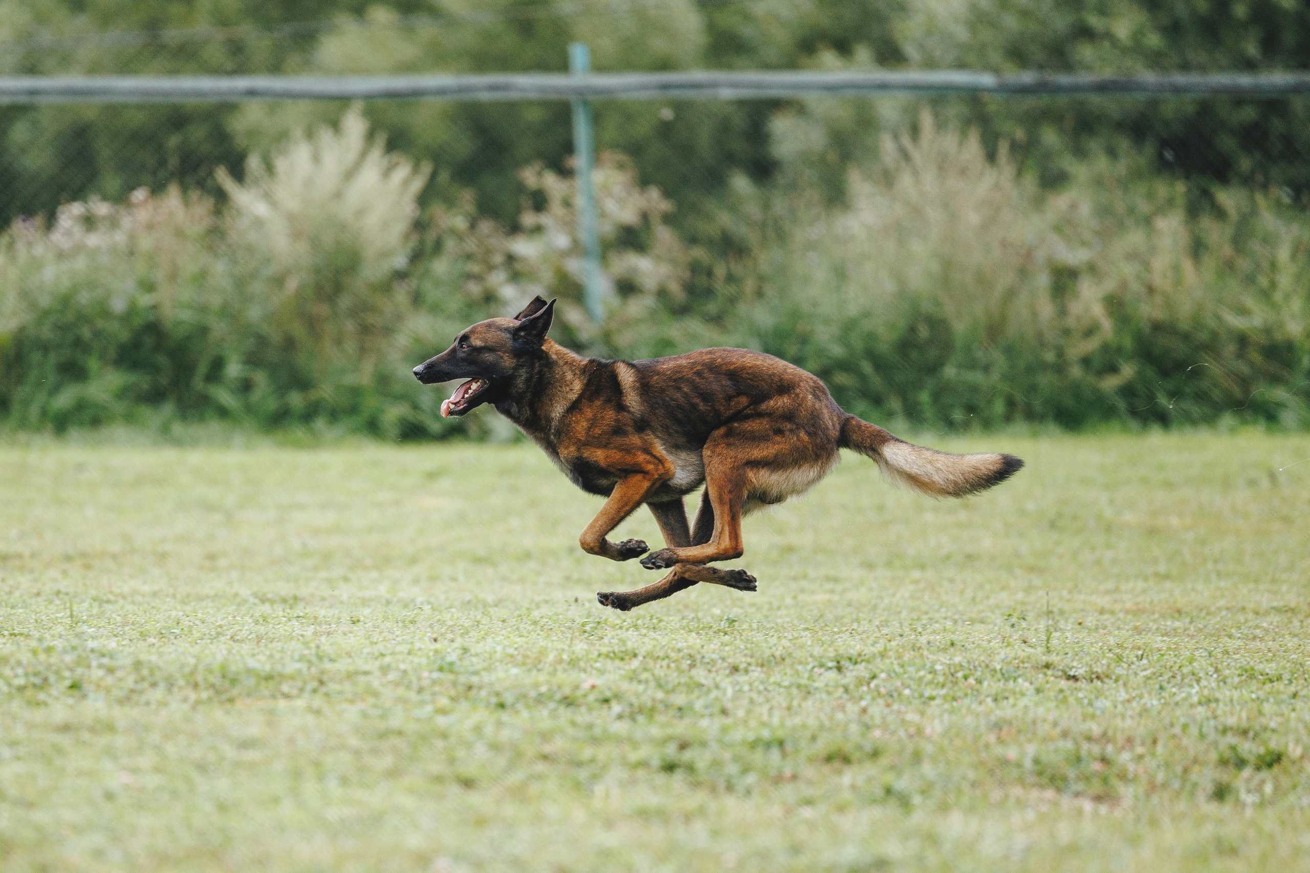 08.08.25-10.08.25 ЧР по мондьорингу г. Вологда. Фотограф-анималист Анна Маринич