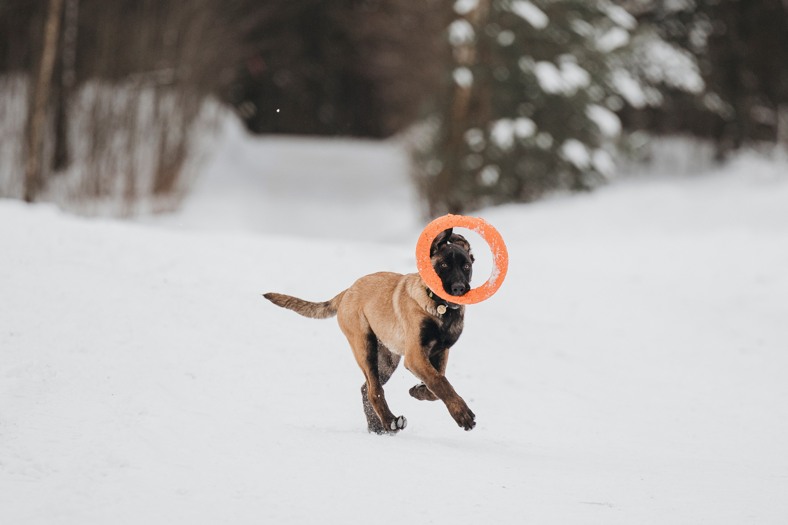 Даша, Омен, Айс и Рицу. Фотограф-анималист Анна Маринич