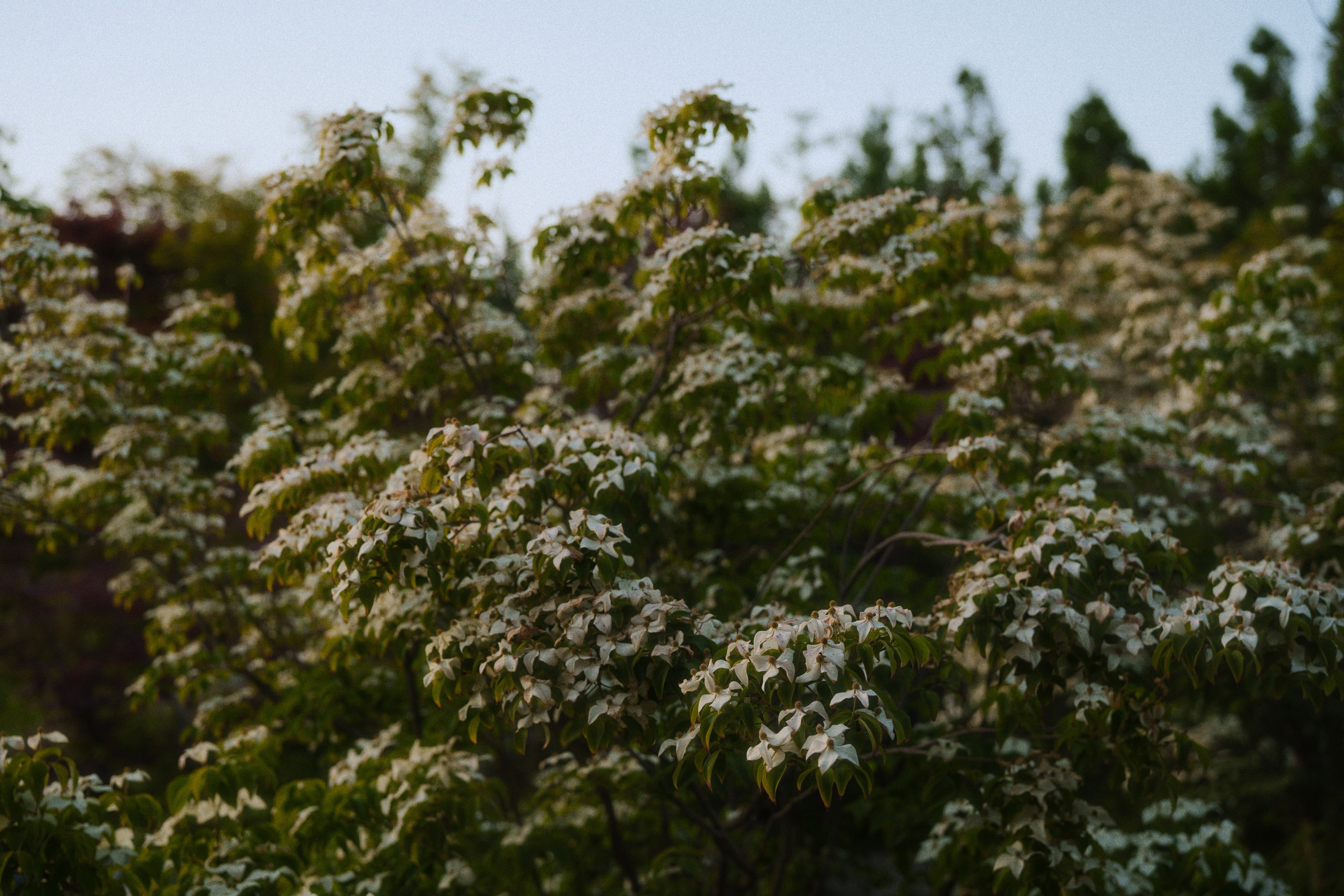 Ryotei x jun. Фотограф Юрин Евгений