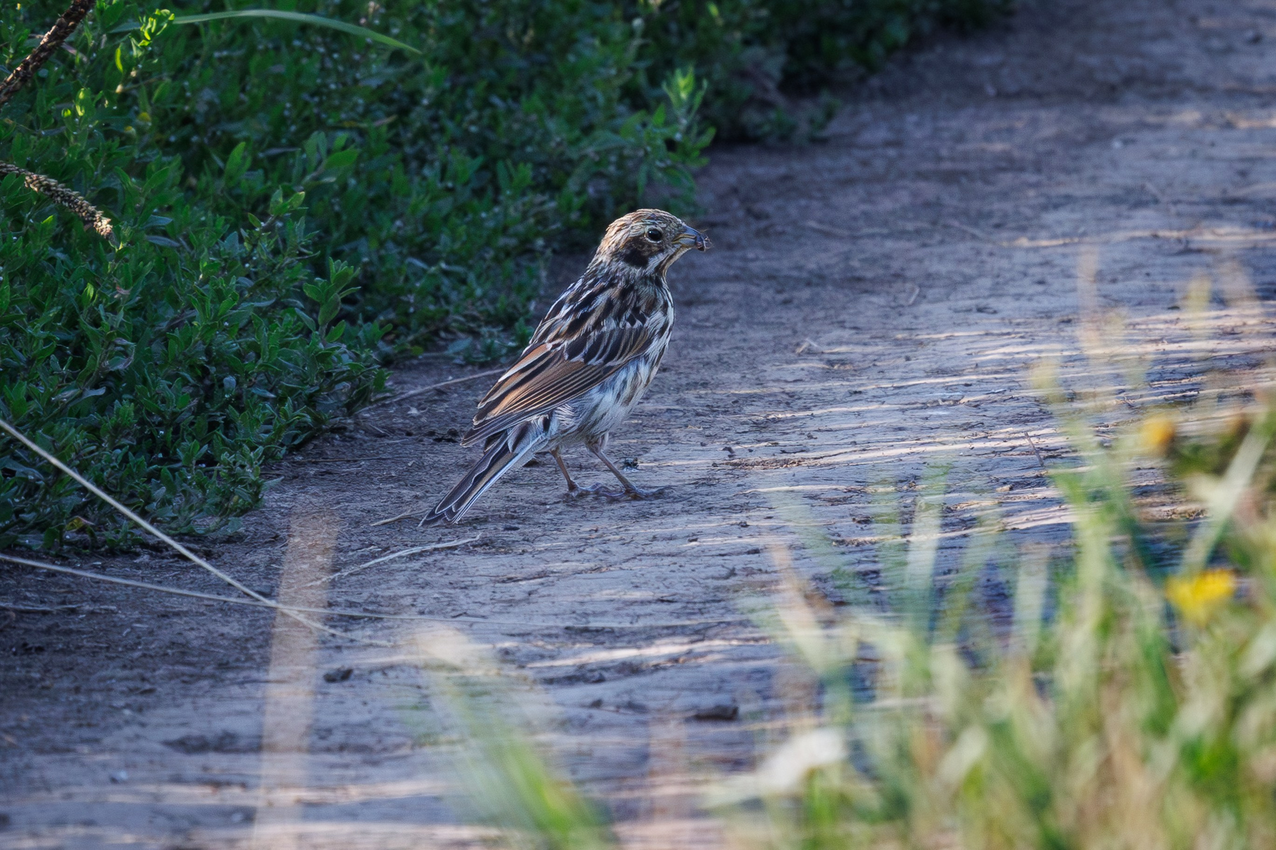 Птицы Москворецкого пойменного заказника. Птицы парков г. Люберцы