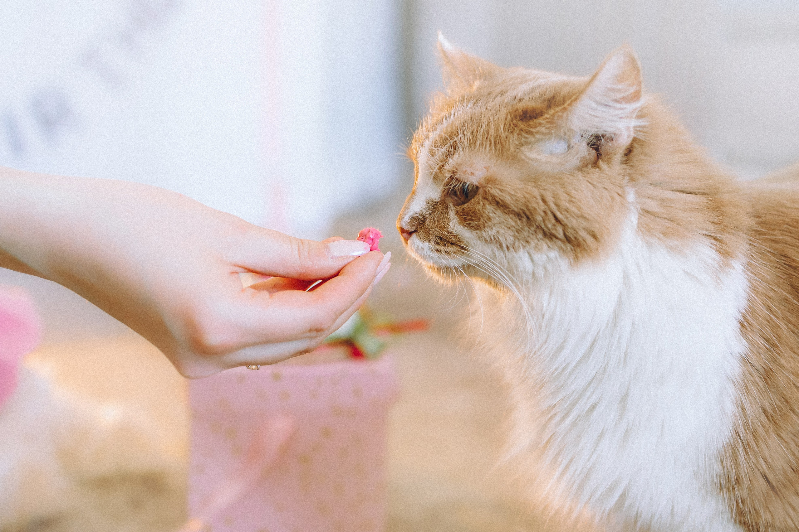 День Рождения Шу