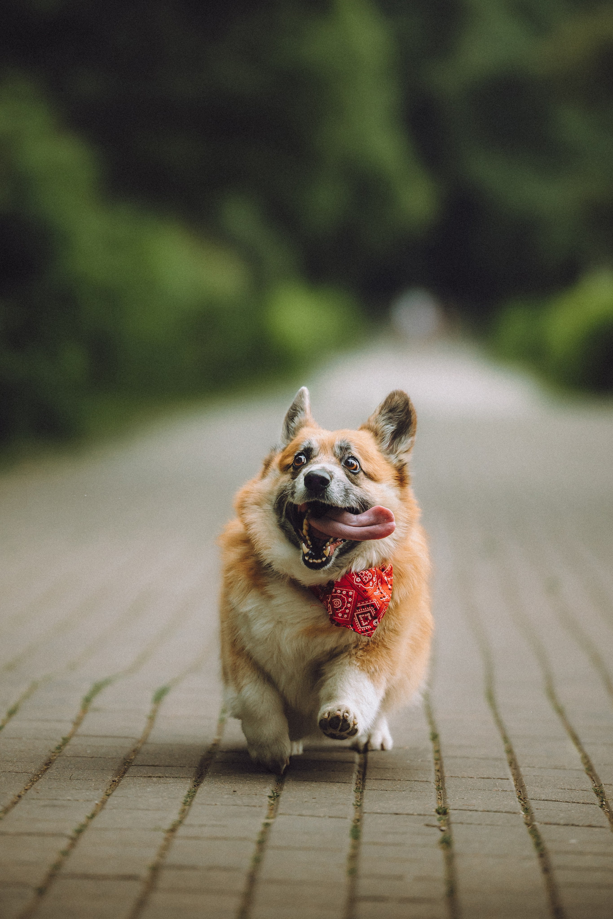 Ира, Леша и Харли