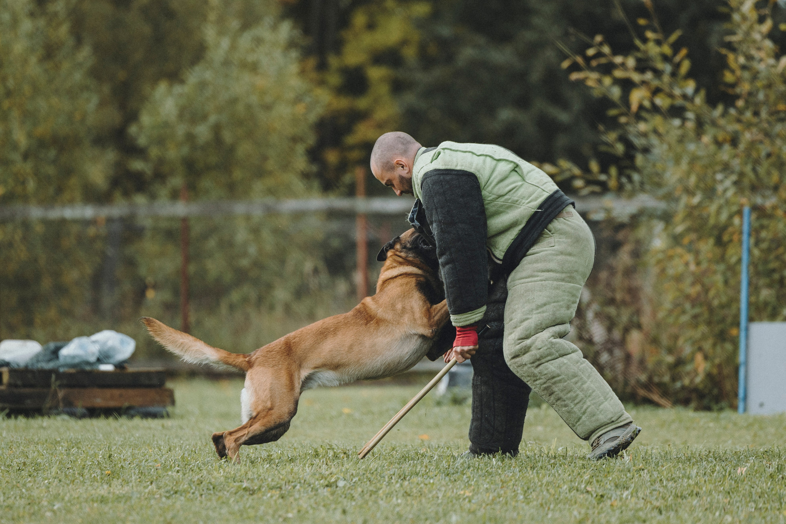 Испытания по мондьорингу г. Пушкин 29.09.2024. Фотограф-анималист Анна Маринич