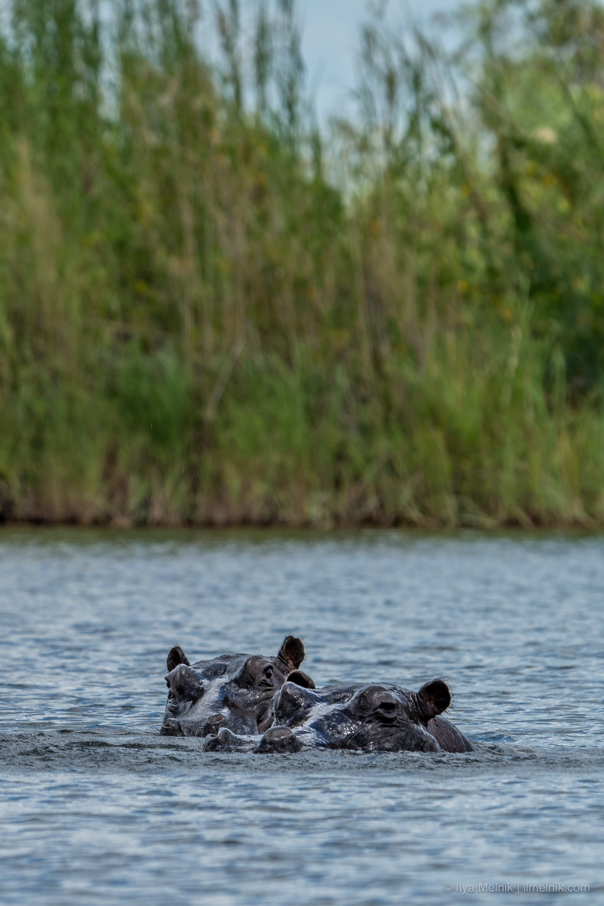 Botswana. Ilya Melnik Photography