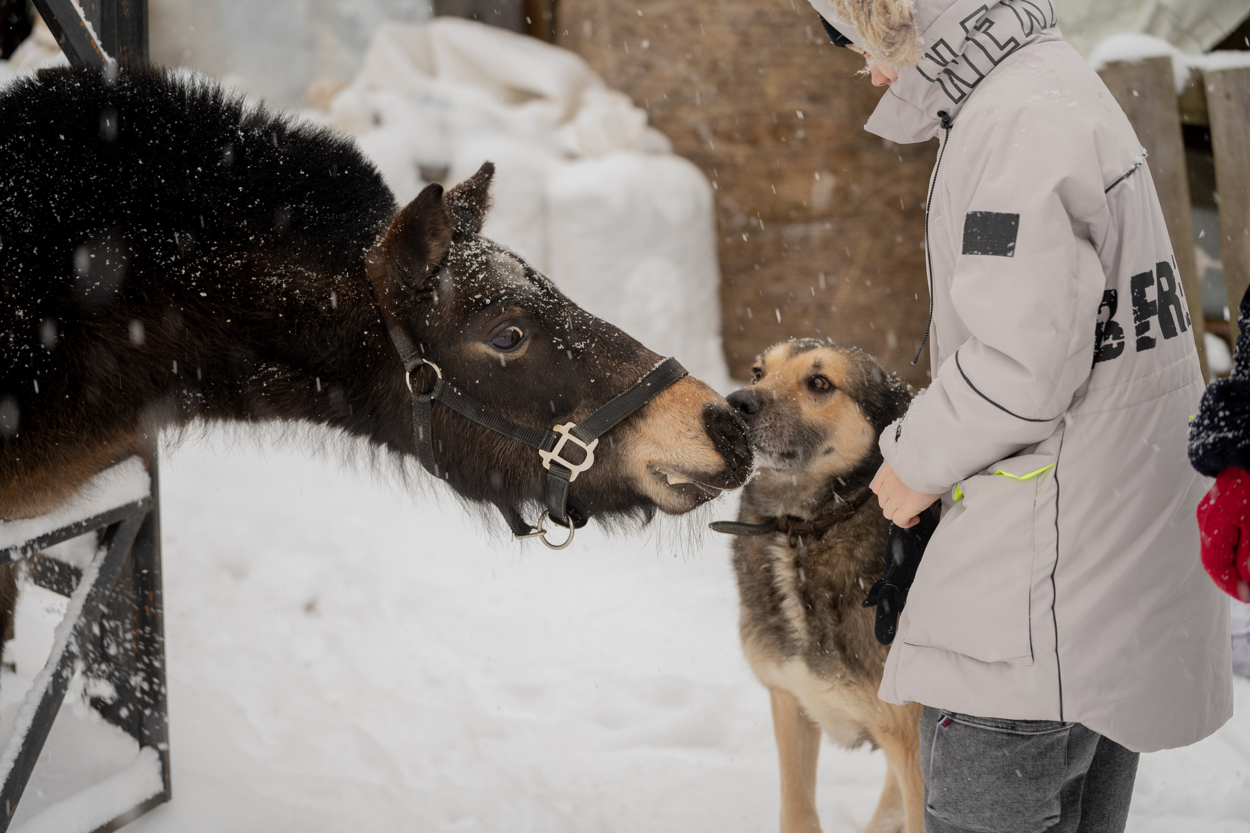 Зимняя фотосессия в лесу. Портретный фотограф Олеся Владимирова в Москве