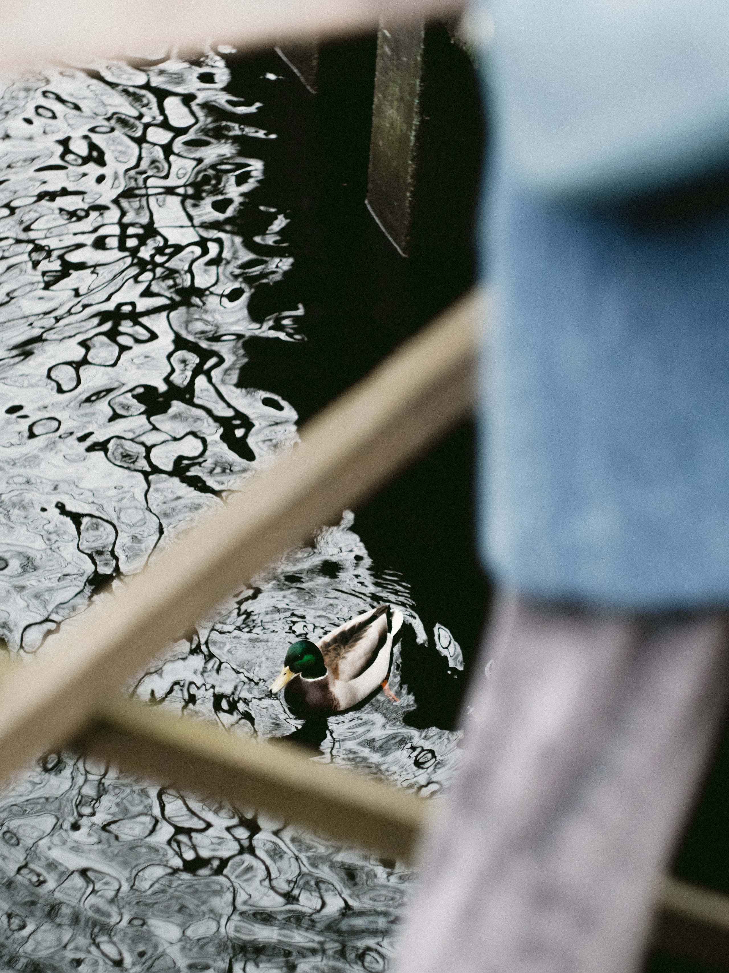 Елагин Остров. Портретный и репортажный фотограф в Санкт-Петербурге Смоляков Максим