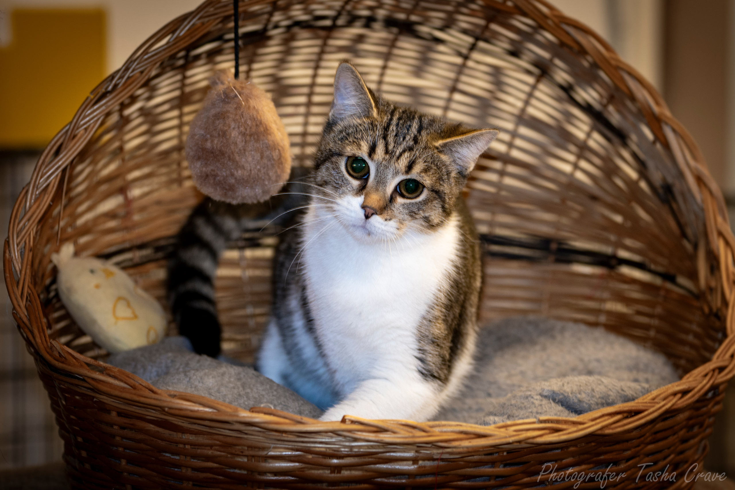 Приют для котиков "Убежище". Фотограф анималист в Санкт-Петербурге Таша Крейв