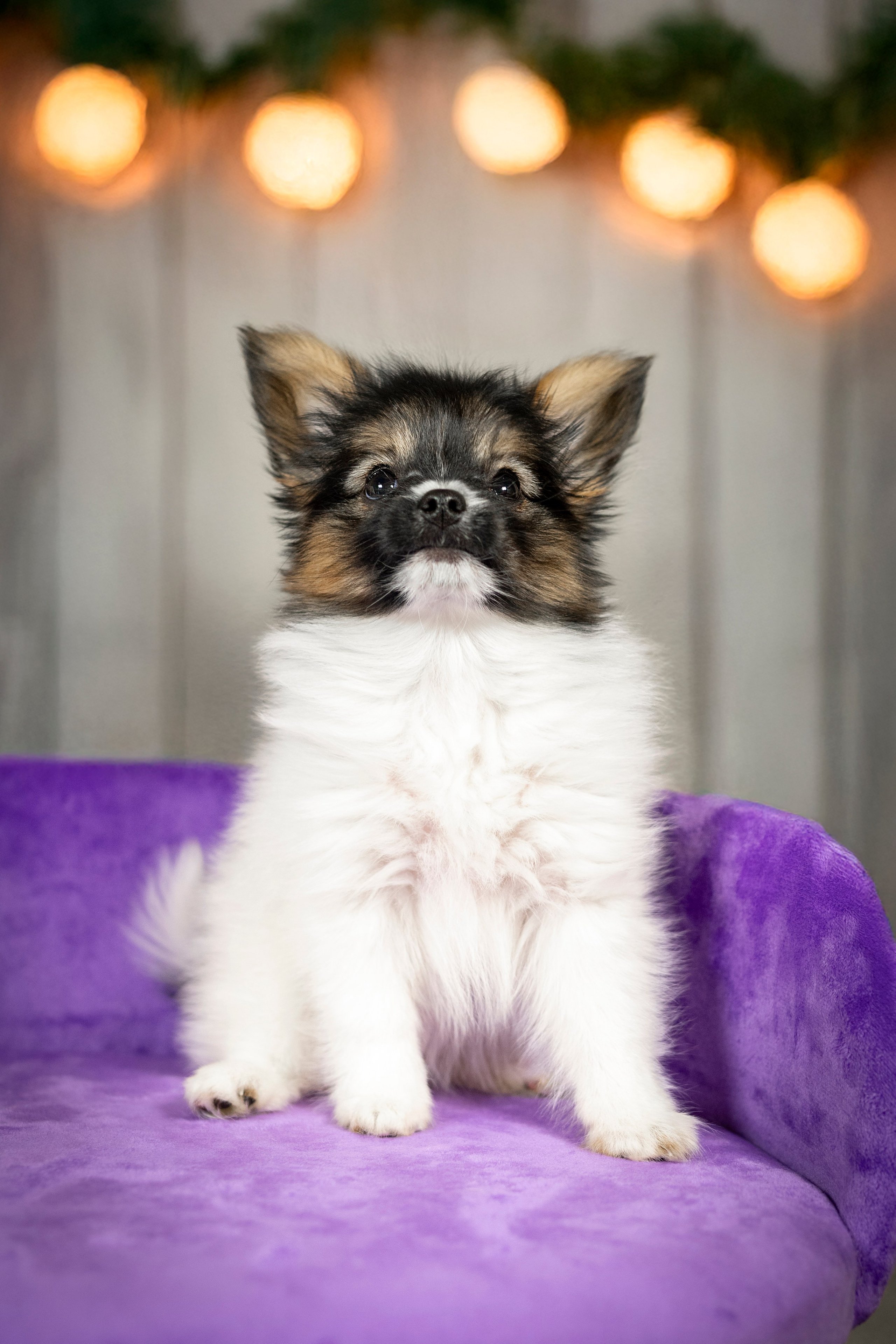 Щенки Папильона. Фотограф анималист в Санкт-Петербурге Таша Крейв