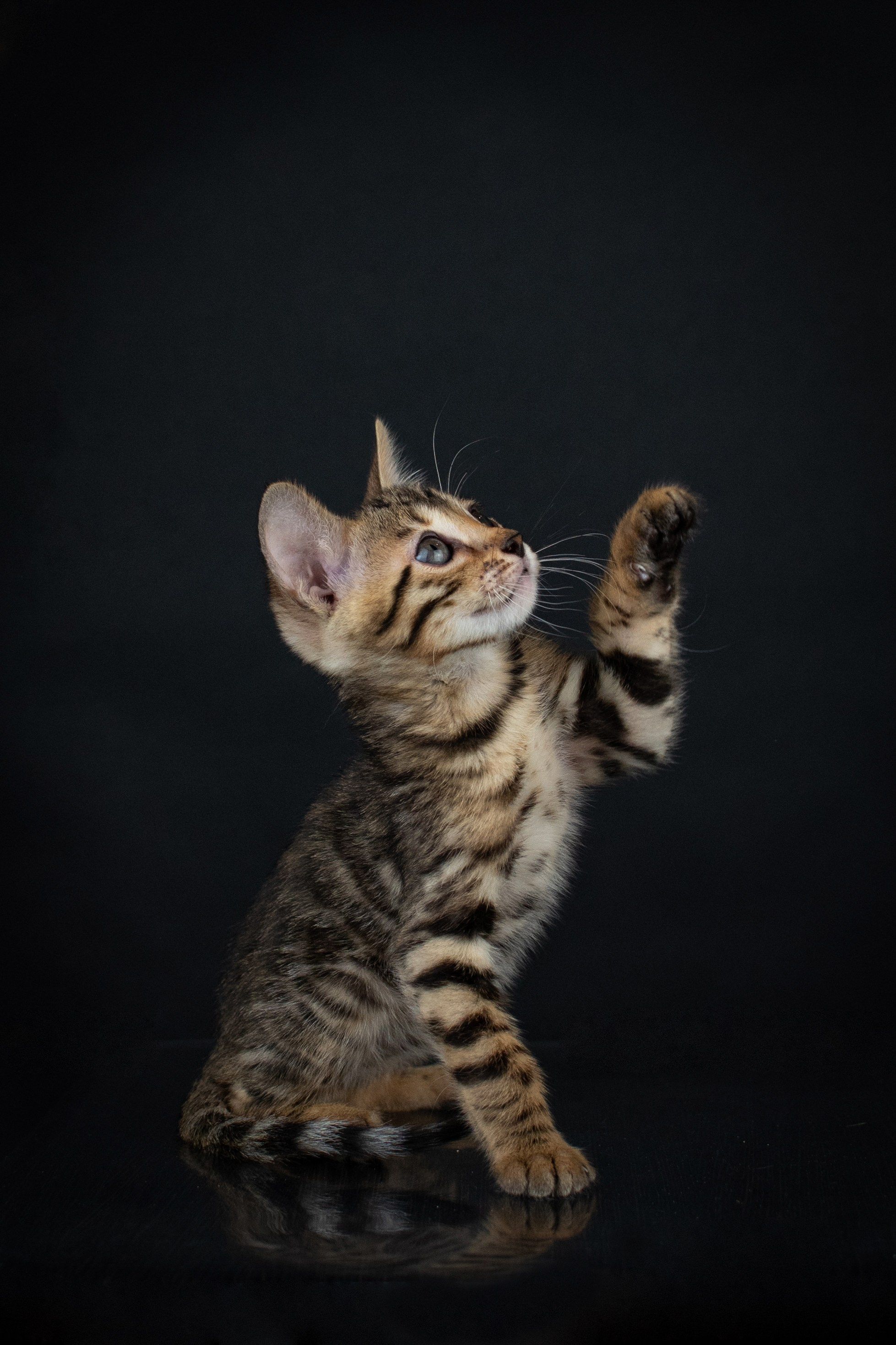 Съемка кошек. Фотограф анималист в Ростове I Гончарова Анна