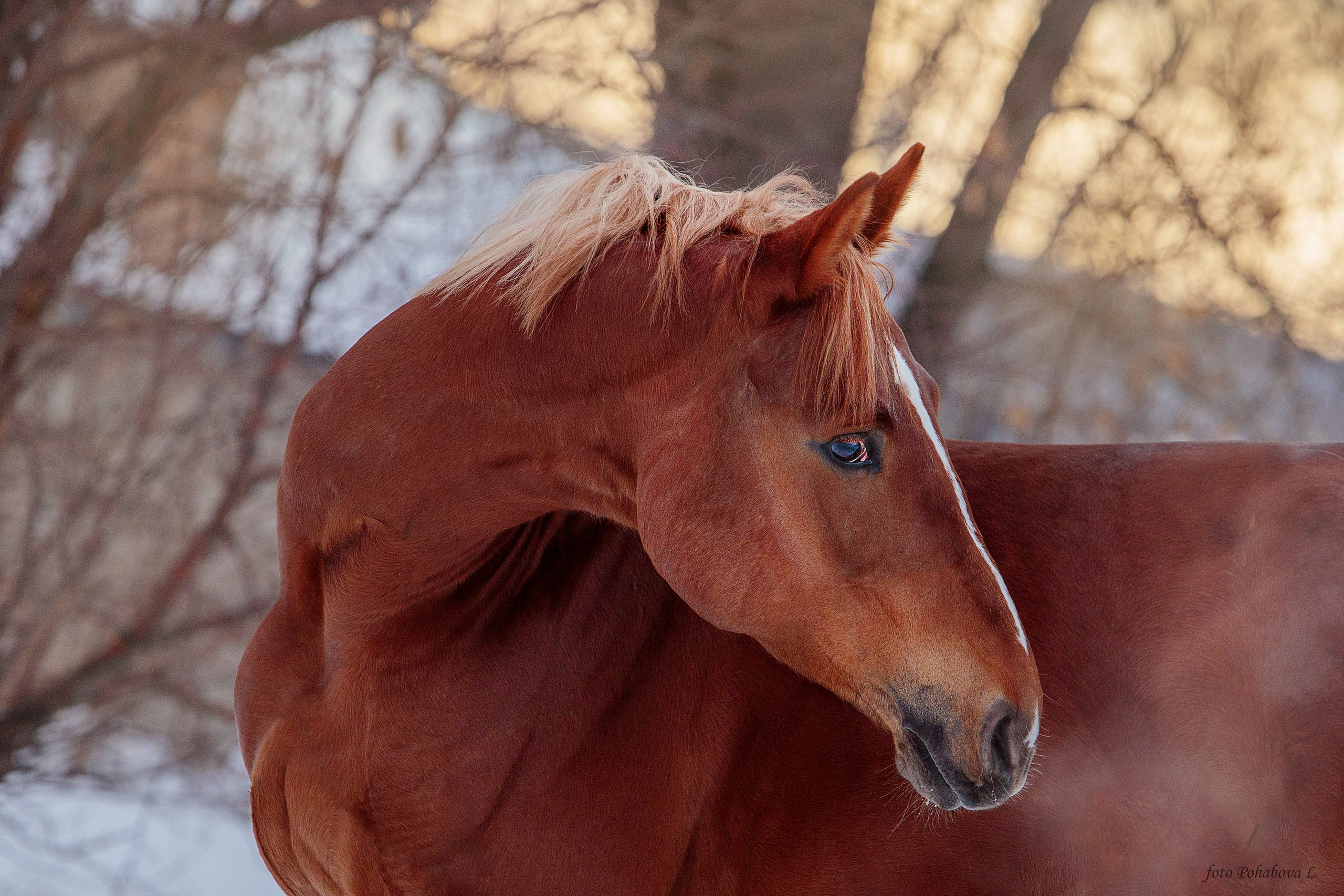 Лошади зимой. Конный фотограф в Красноярске — Любовь Похабова