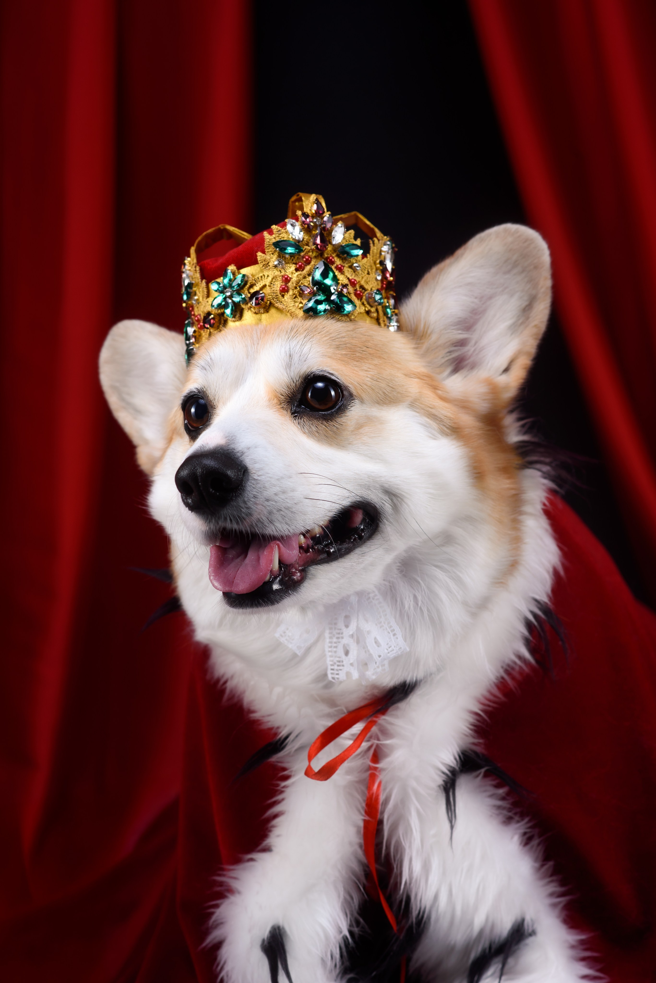 Королевская съемка — 20.05.2025. Фотограф — Анималист | Анна Абрамова