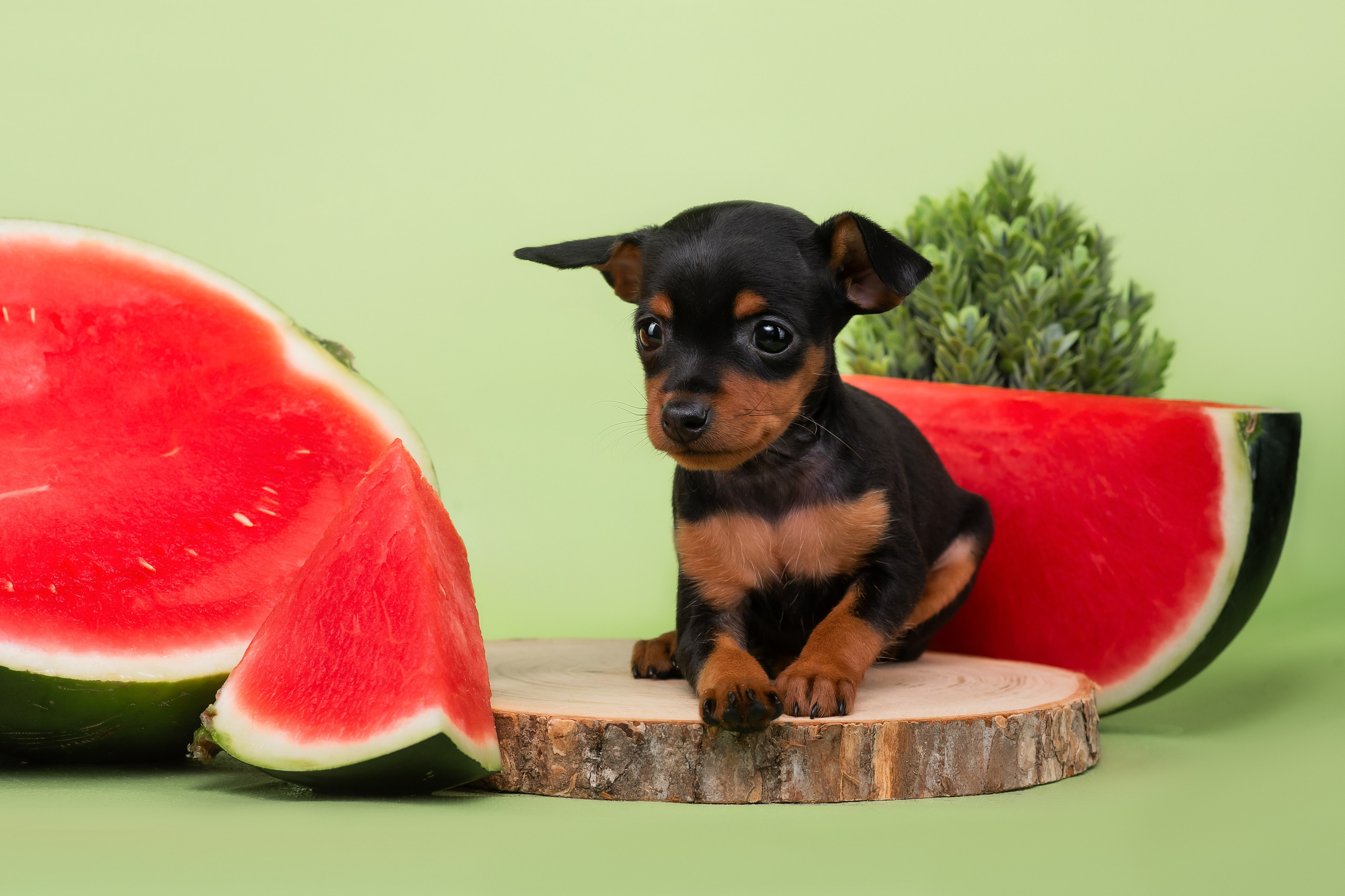 Малыши пражских крысариков — 30.07.2025. Фотограф — Анималист | Анна Абрамова