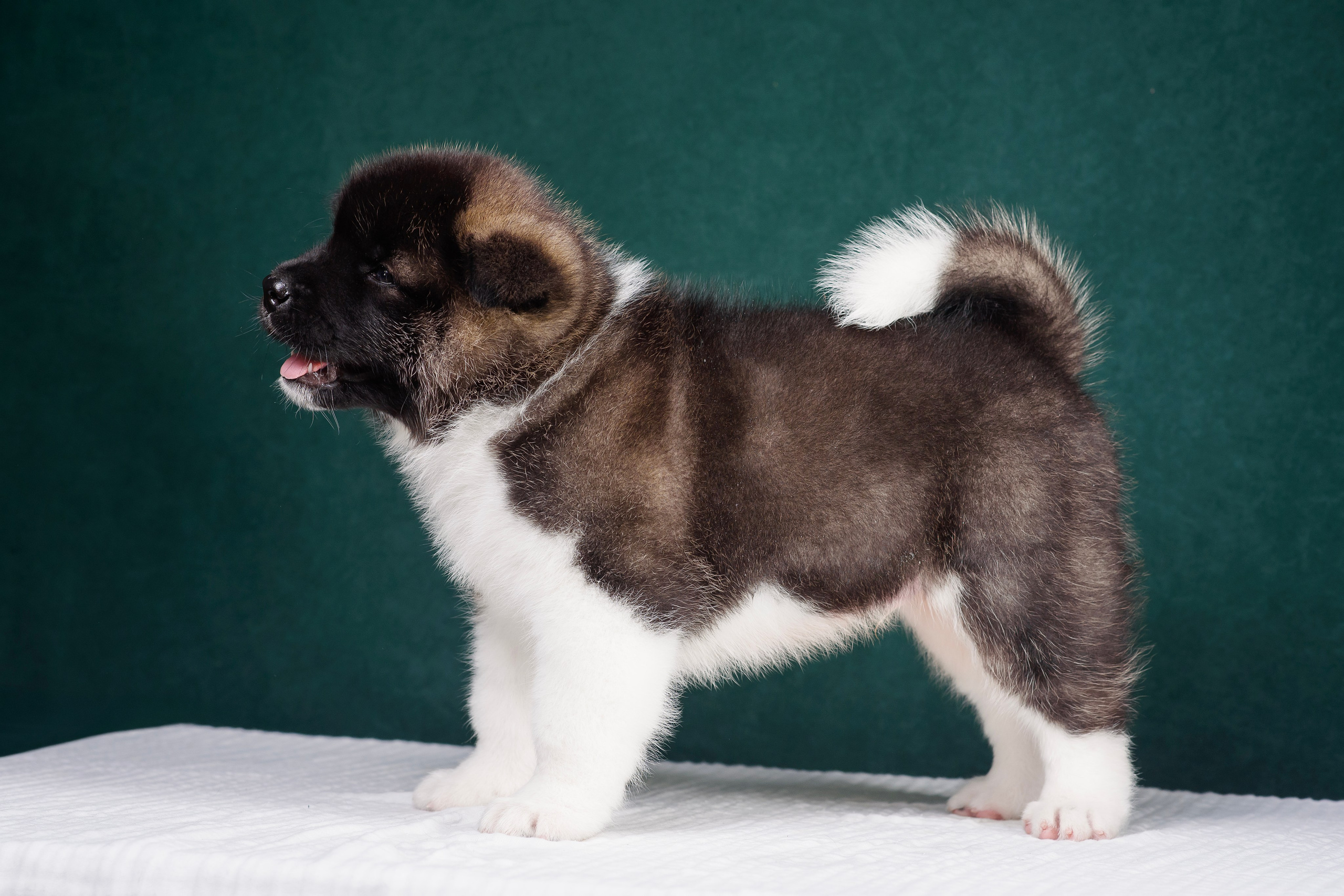 Щенки Американской Акиты. Фотограф — Анималист | Анна Абрамова