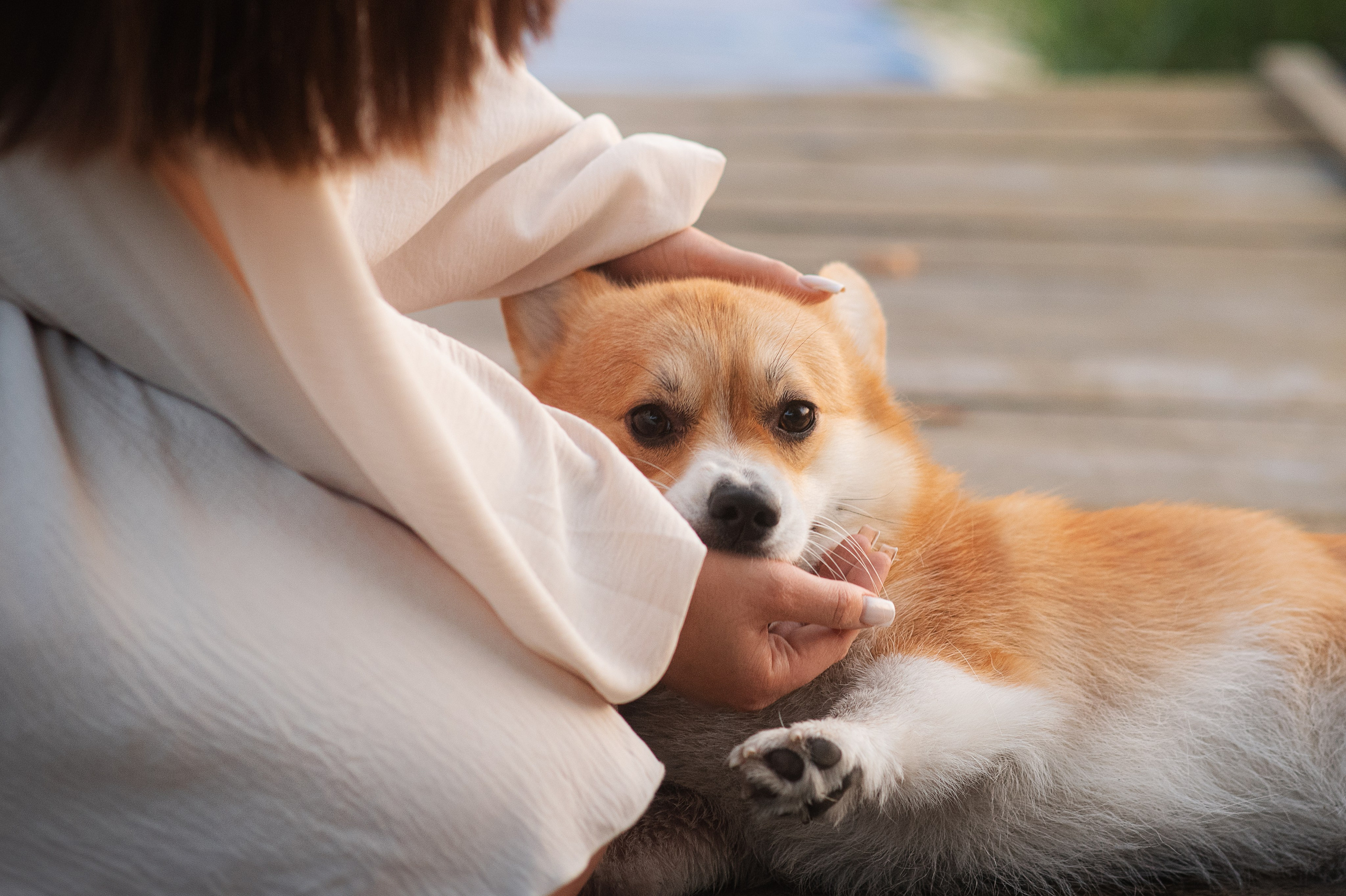 Саша, Оксана и Барни — 25.08.2024. Фотограф — Анималист | Анна Абрамова