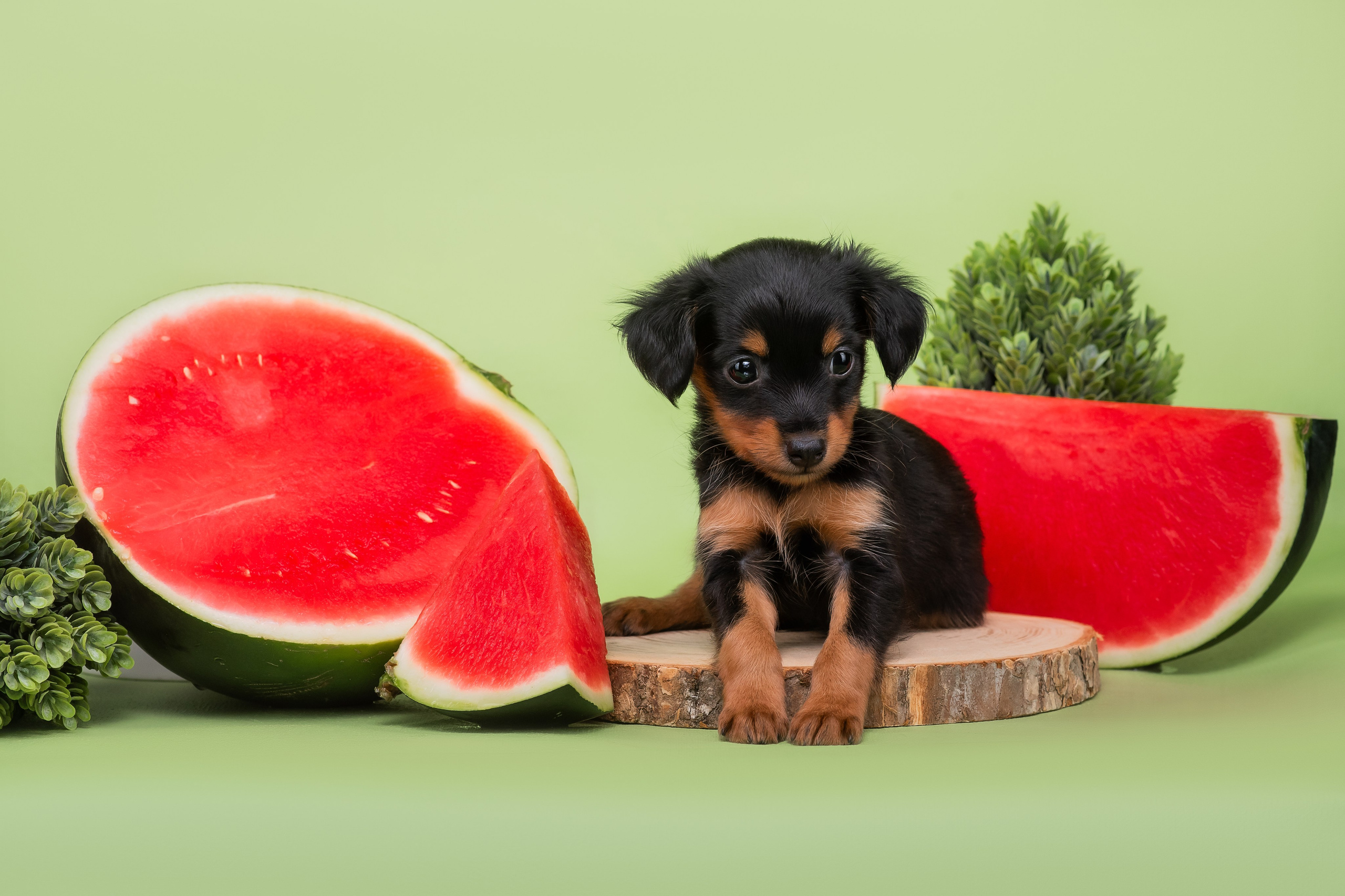 Малыши пражских крысариков — 30.07.2025. Фотограф — Анималист | Анна Абрамова