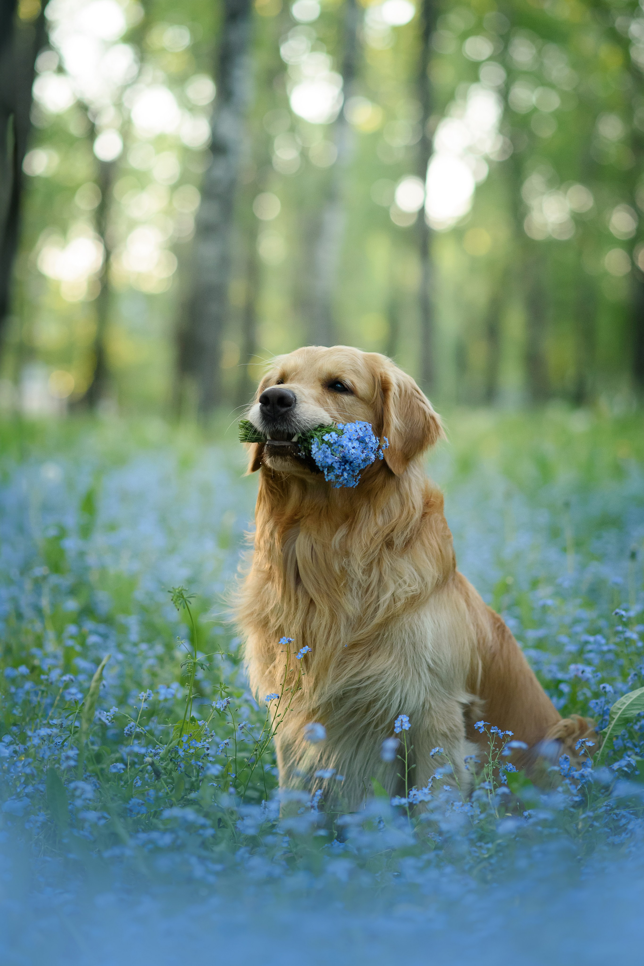 Степа, Йоки и Мята — 29.05.2024. Фотограф — Анималист | Анна Абрамова