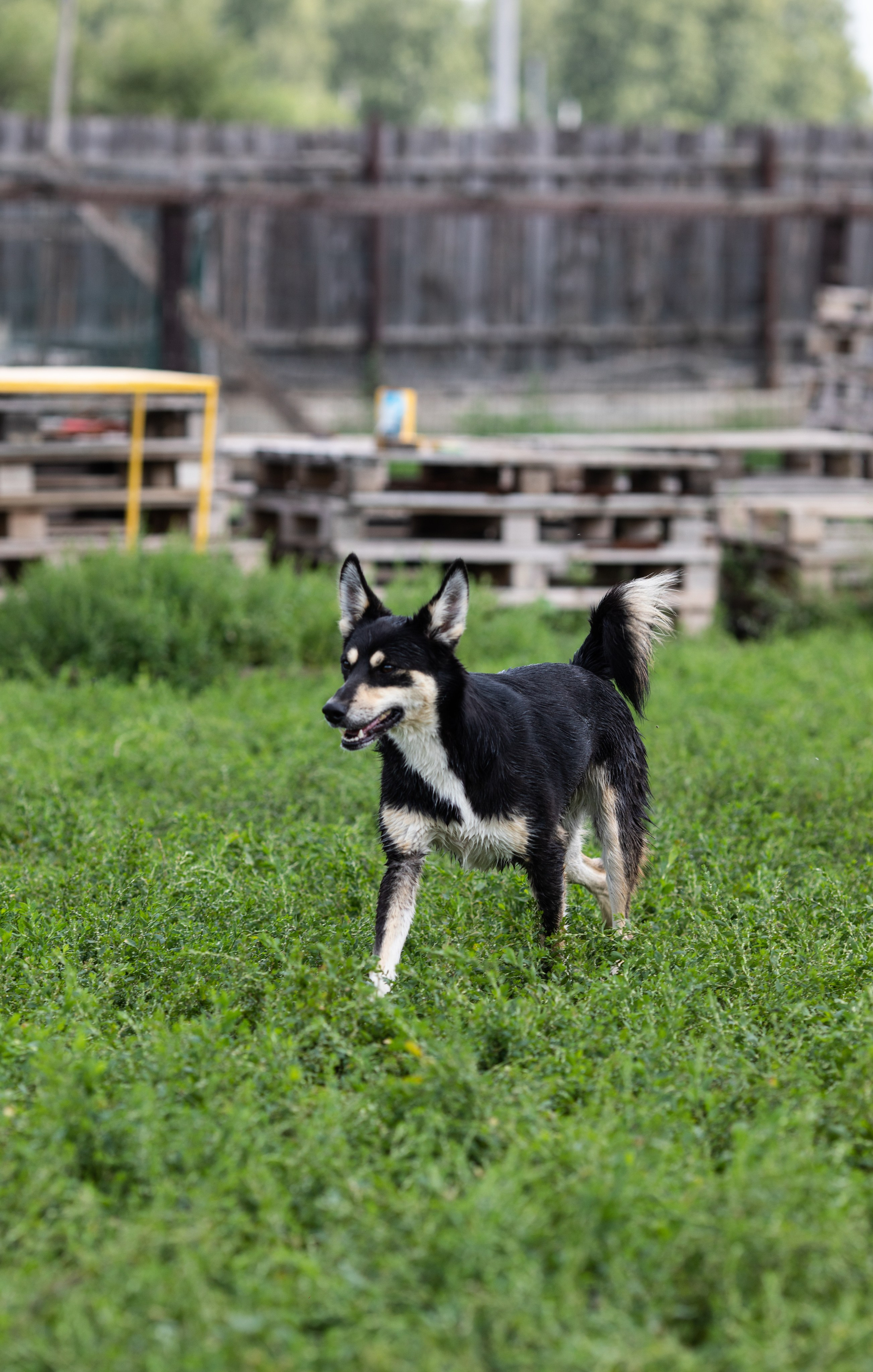 Приют — Наш дом. Репортажный и свадебный фотограф в Челябинске Елисеев Павел