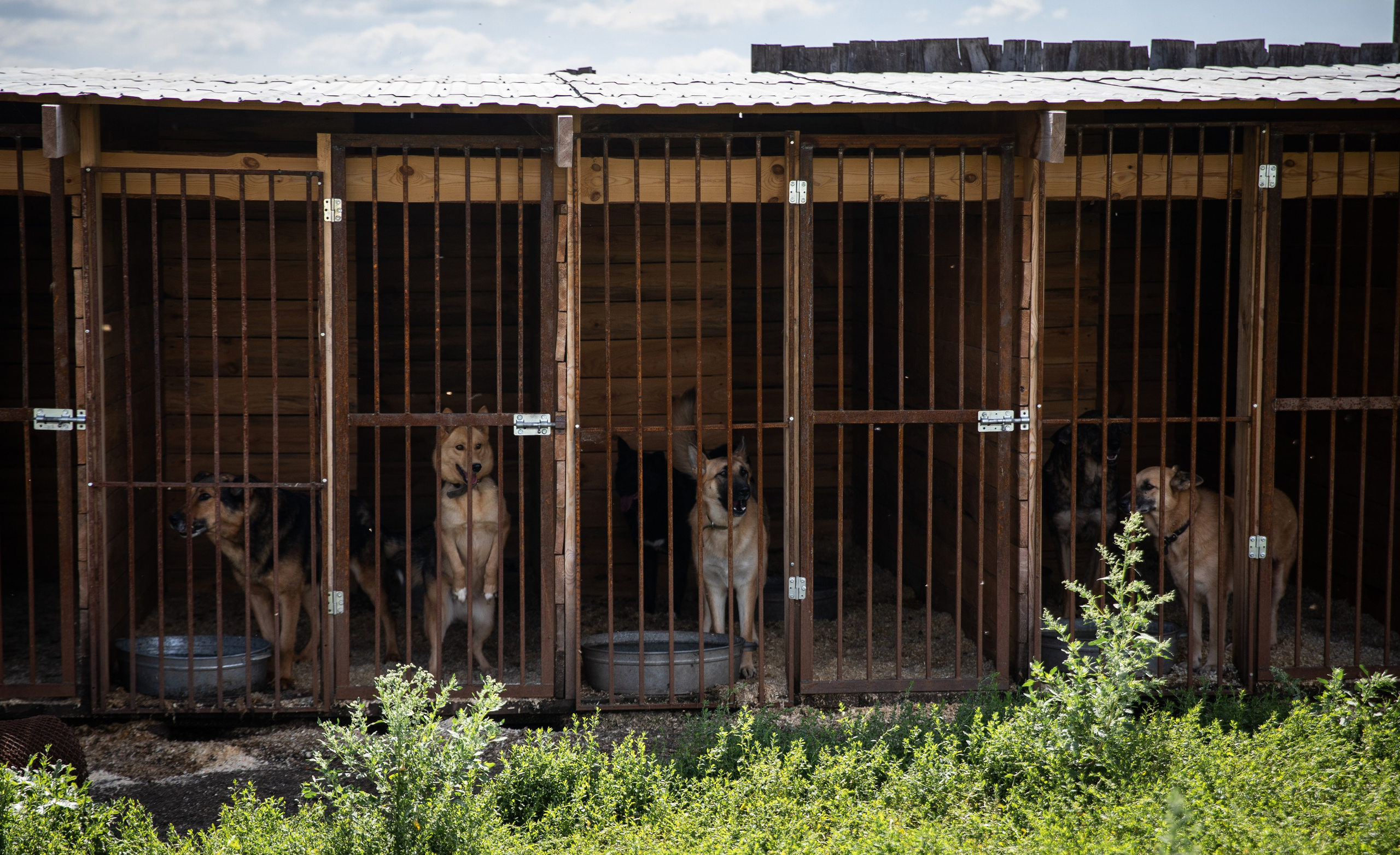 Приют — Наш дом. Репортажный и свадебный фотограф в Челябинске Елисеев Павел