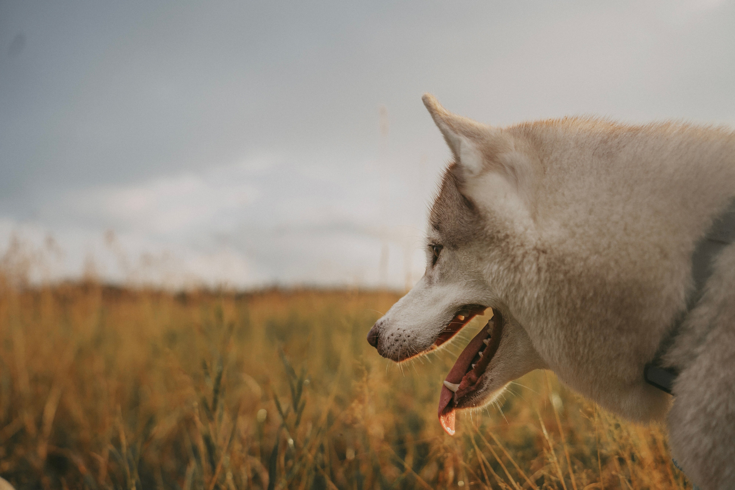 Мария и Джесси. Фотограф анималист в Москве и Санкт-Петербурге Свиридова Анна