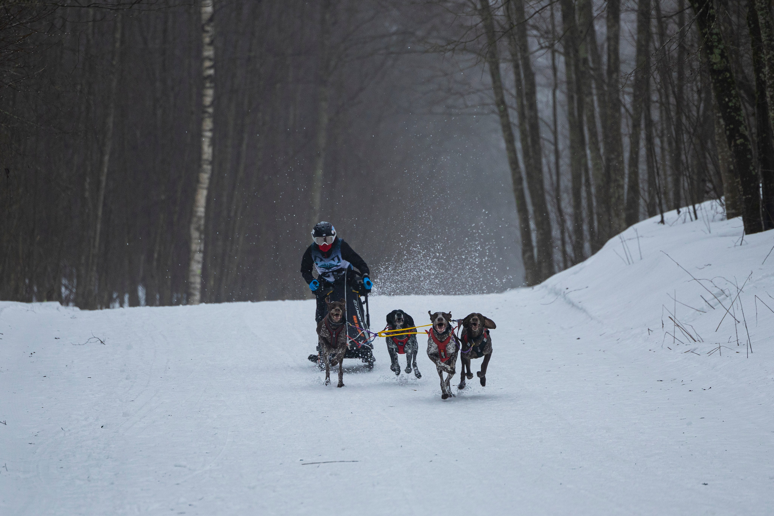 Зимний Чемпионат Санкт-Петербурга по ездовому спорту. Фотограф-анималист Анна Маринич