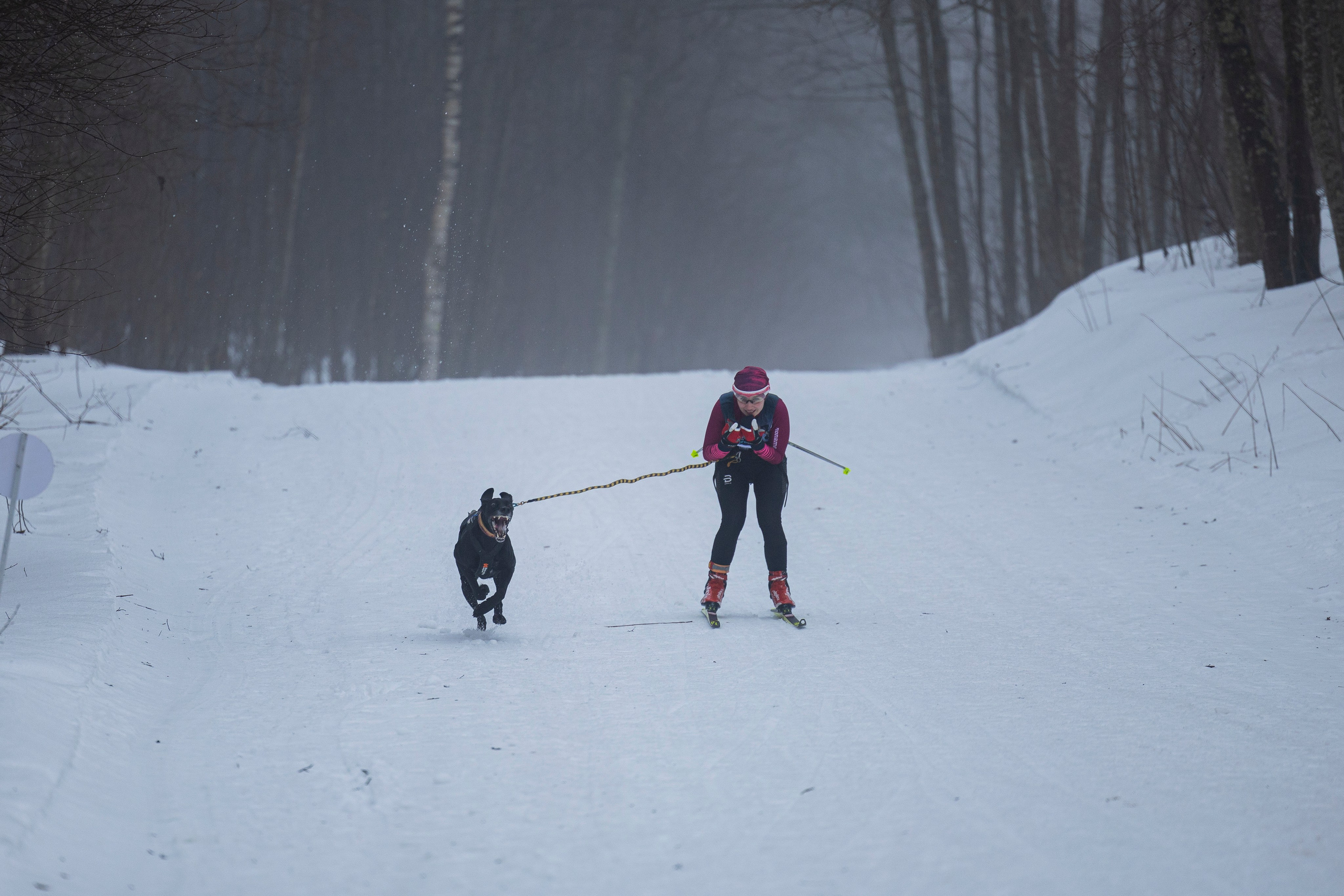 Зимний Чемпионат Санкт-Петербурга по ездовому спорту. Фотограф-анималист Анна Маринич