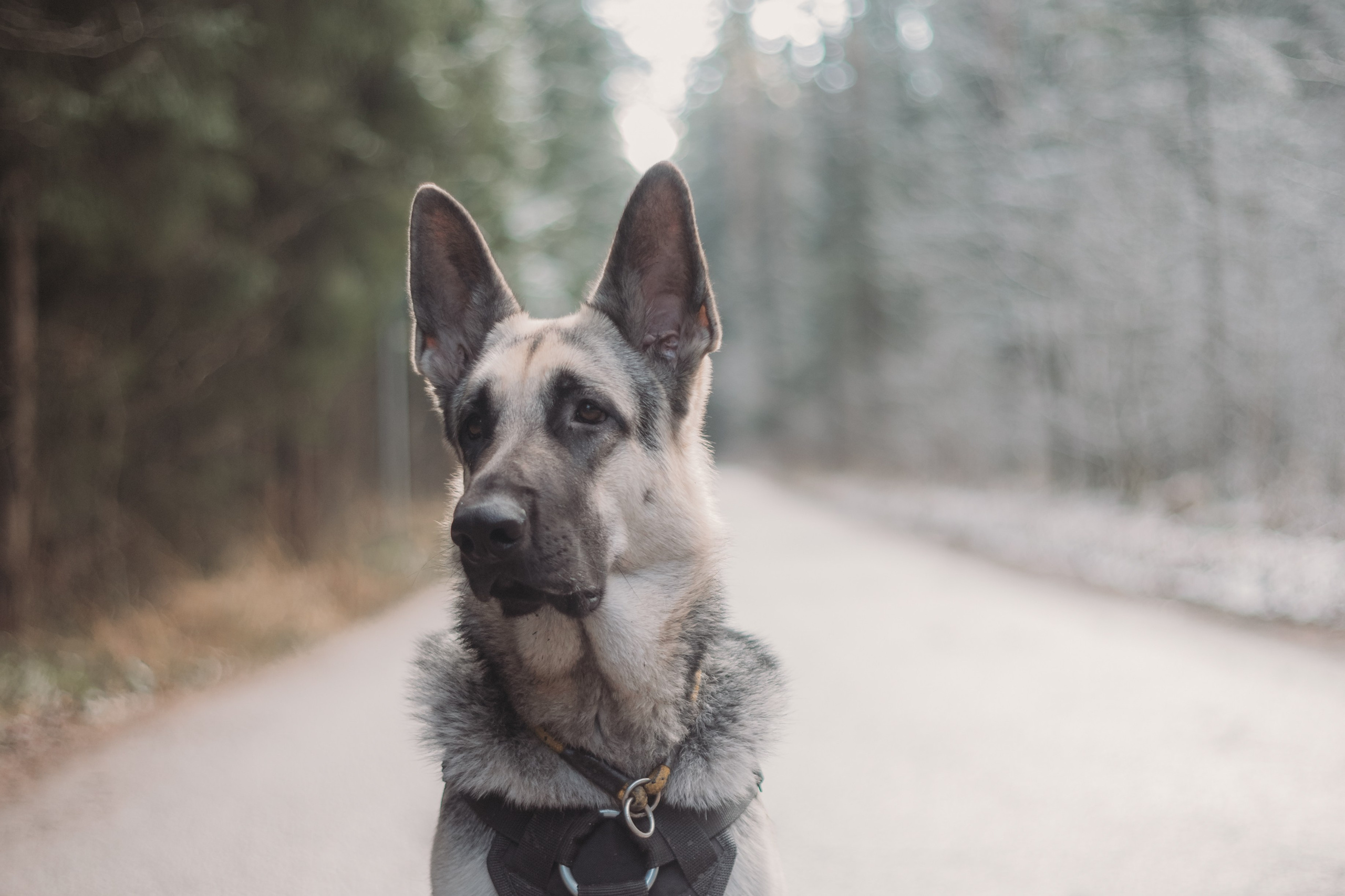Фотосессии животных. Детский фотограф, фотограф-анималист