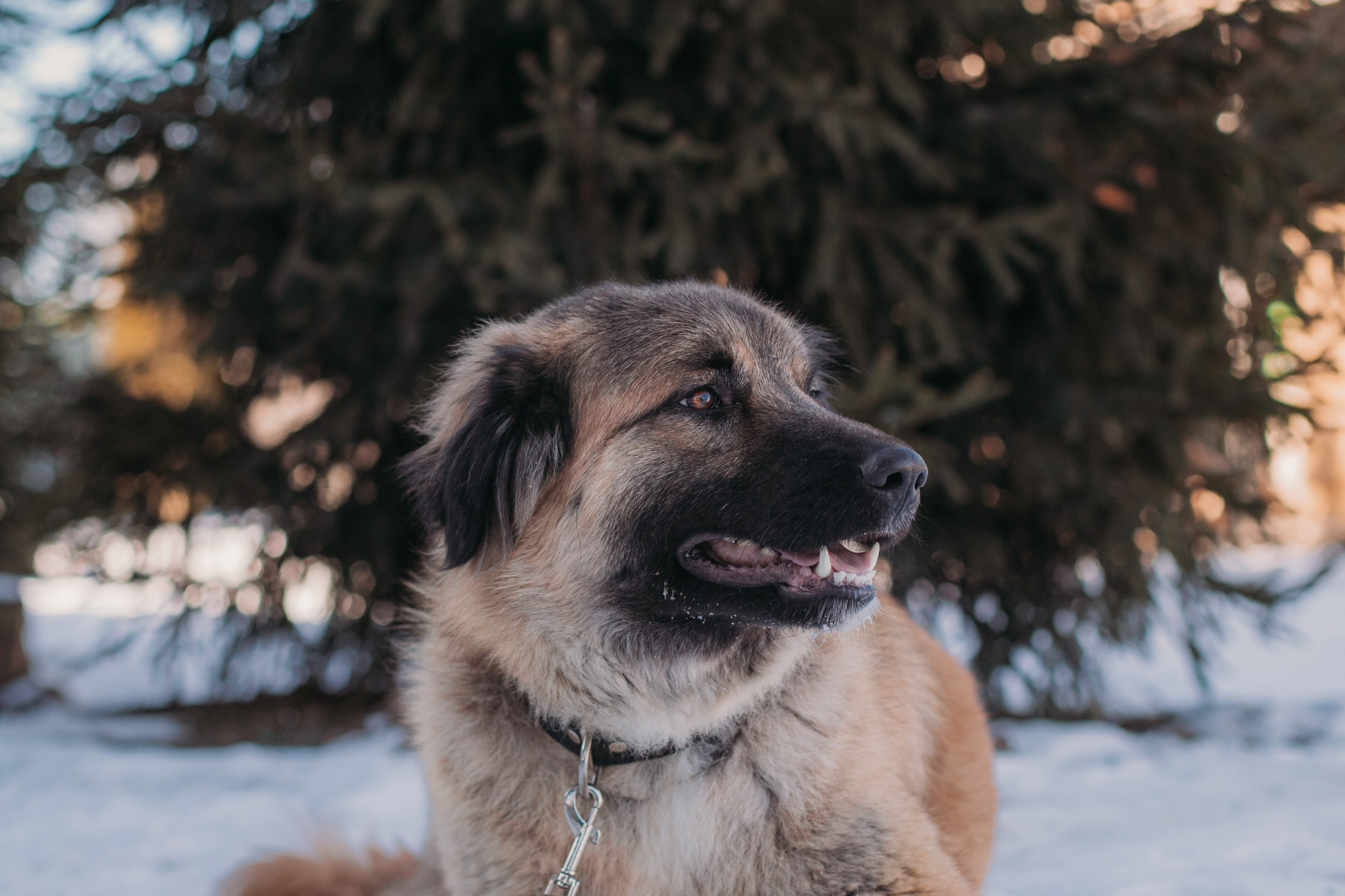 Фотосессии животных. Детский фотограф, фотограф-анималист