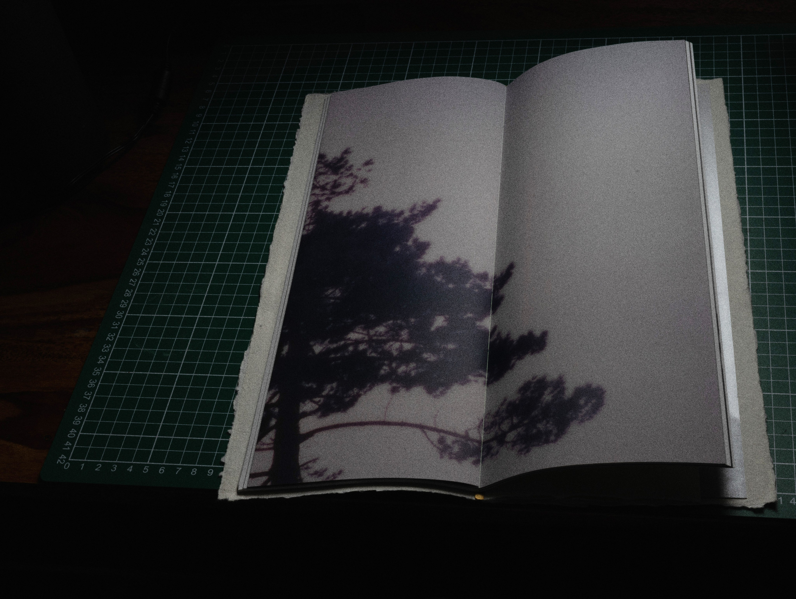 Фотокнижная библиотека Светы Кавериной. Фотограф и исследователь фотографии из Санкт-Петербурга Елизавета Веприцкая