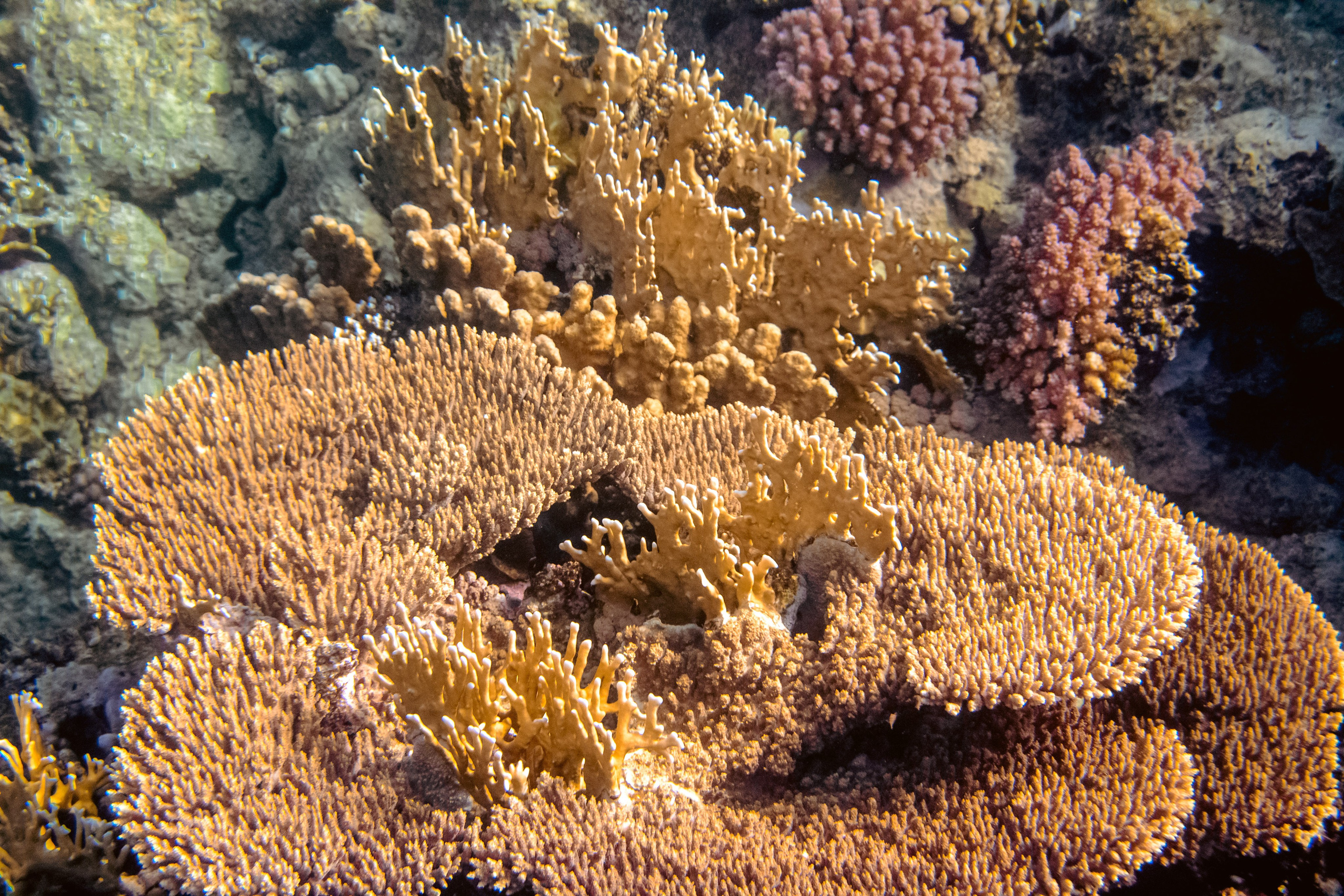 Море. Фотограф в Санкт-Петербурге Ибрагимова Алина
