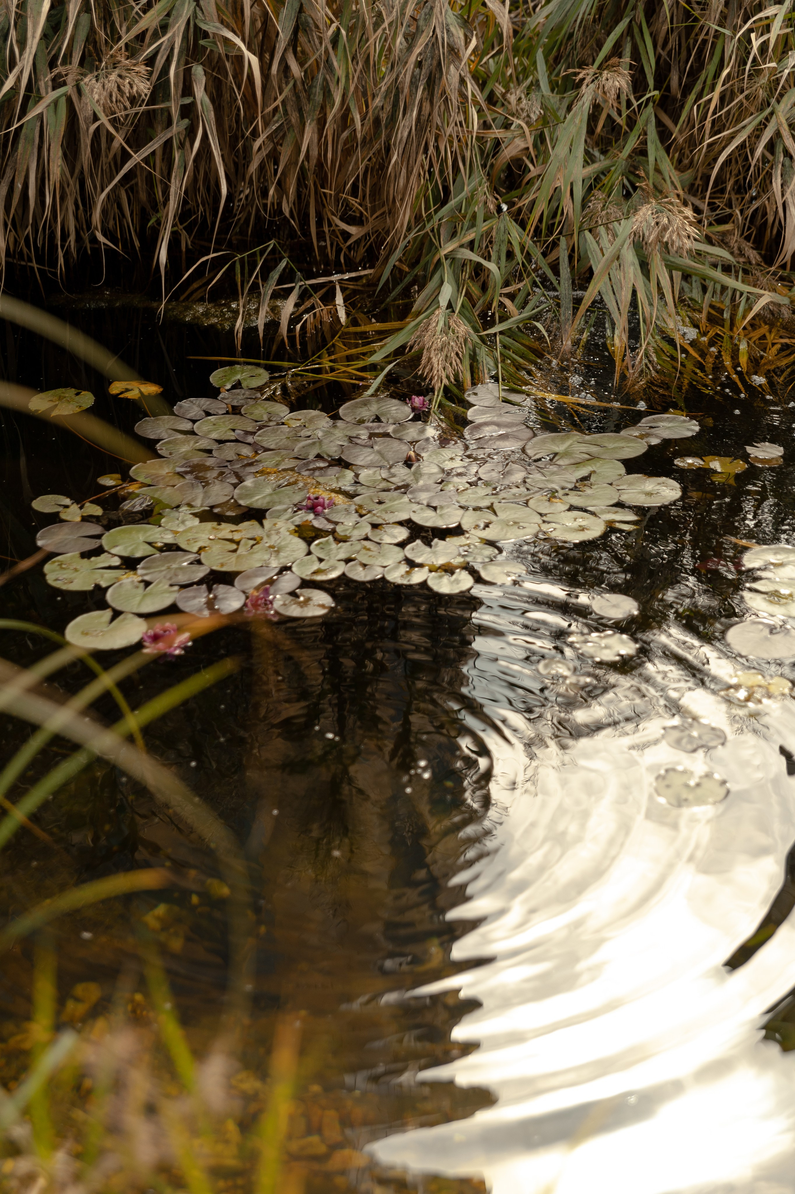 Максим и Геля. Фотограф в Екатеринбурге Артём Зайнетдинов